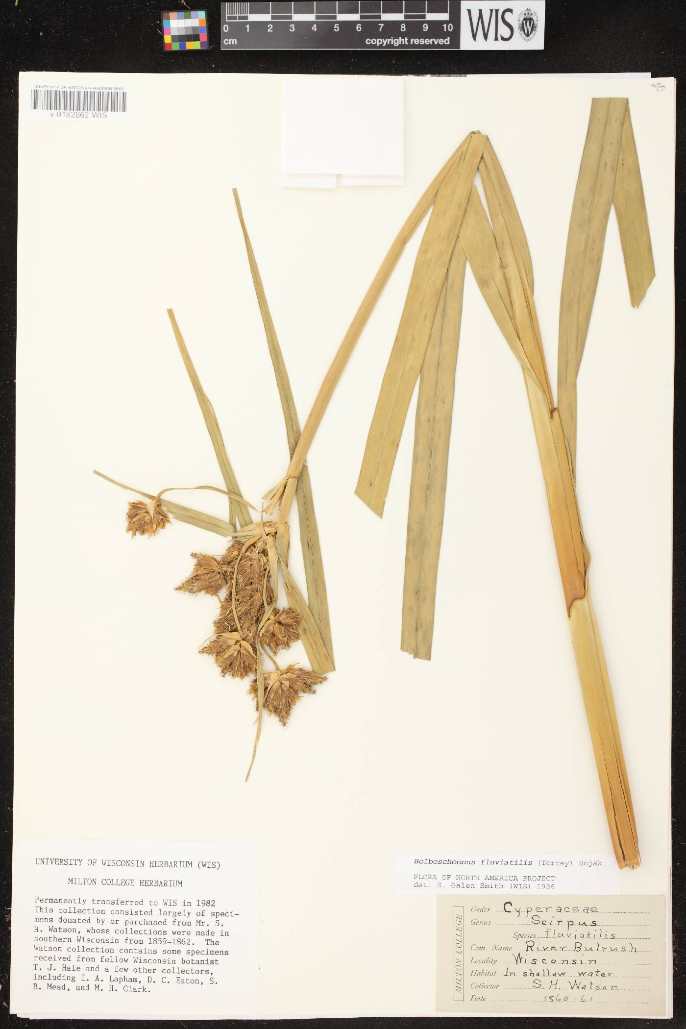 Bolboschoenus fluviatilis image
