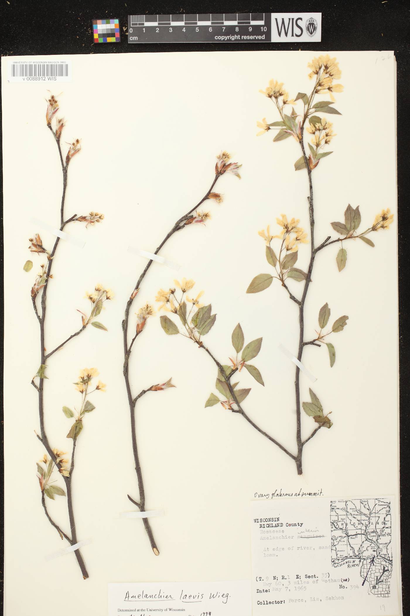 Amelanchier laevis image