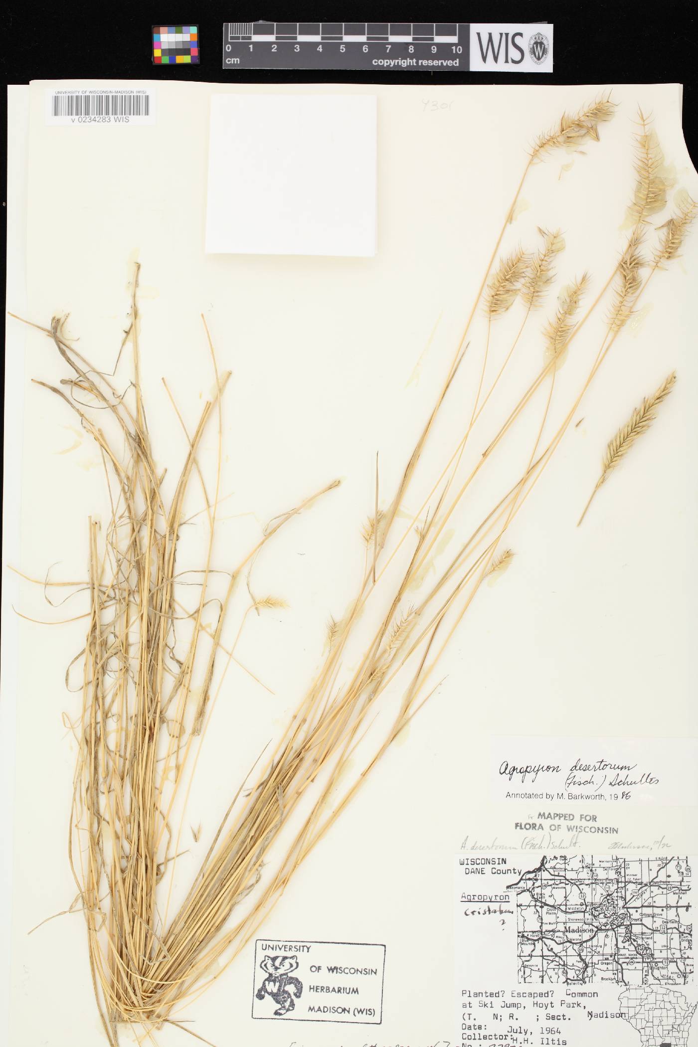 Agropyron cristatum image
