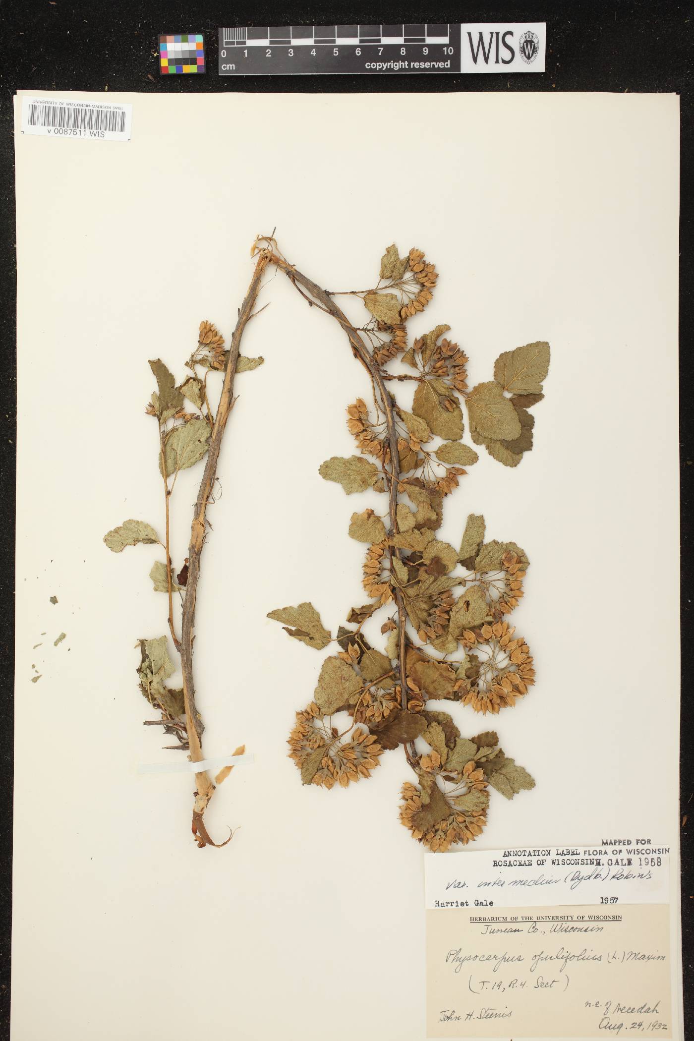 Physocarpus intermedius image