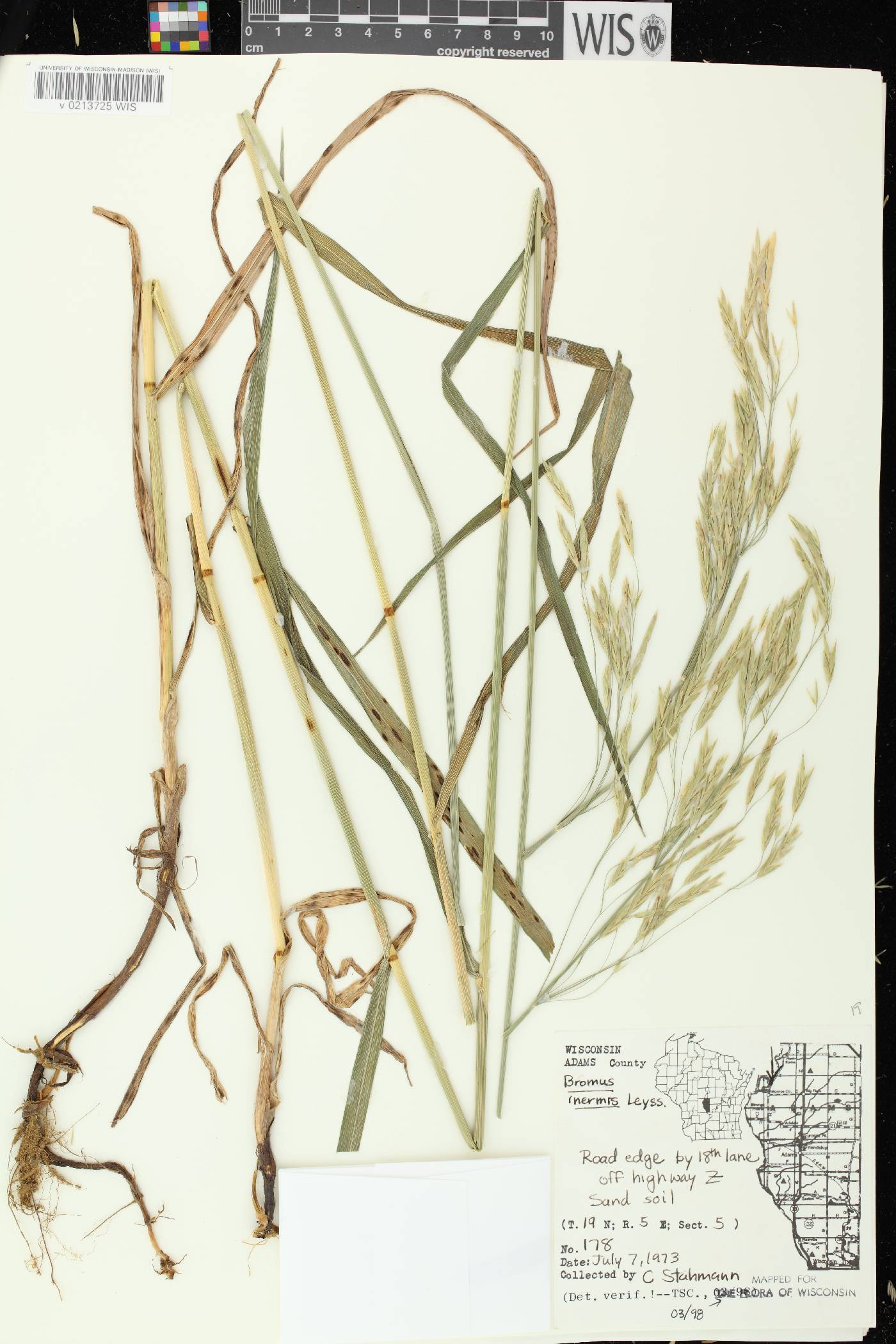 Bromus inermis image
