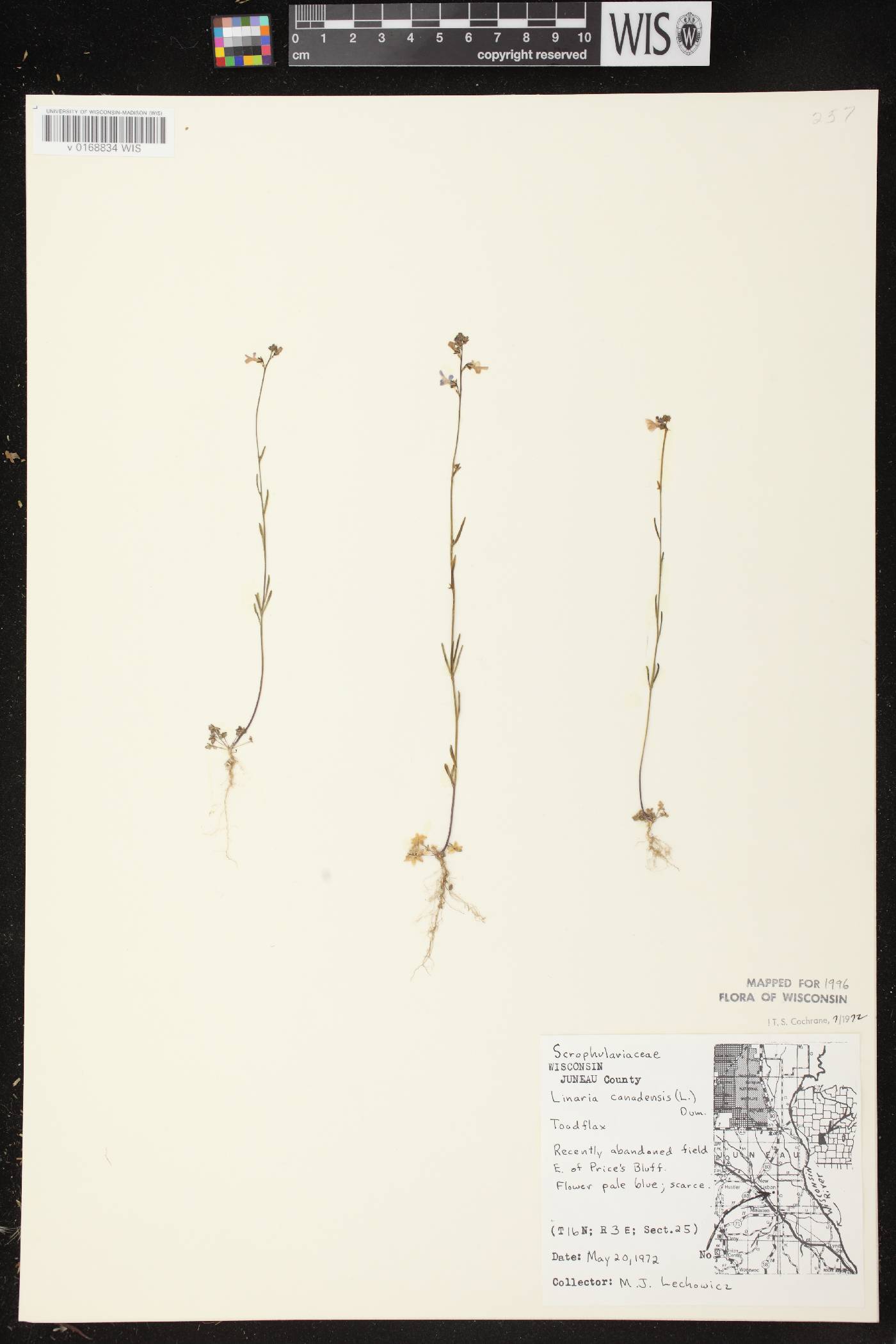 Nuttallanthus canadensis image