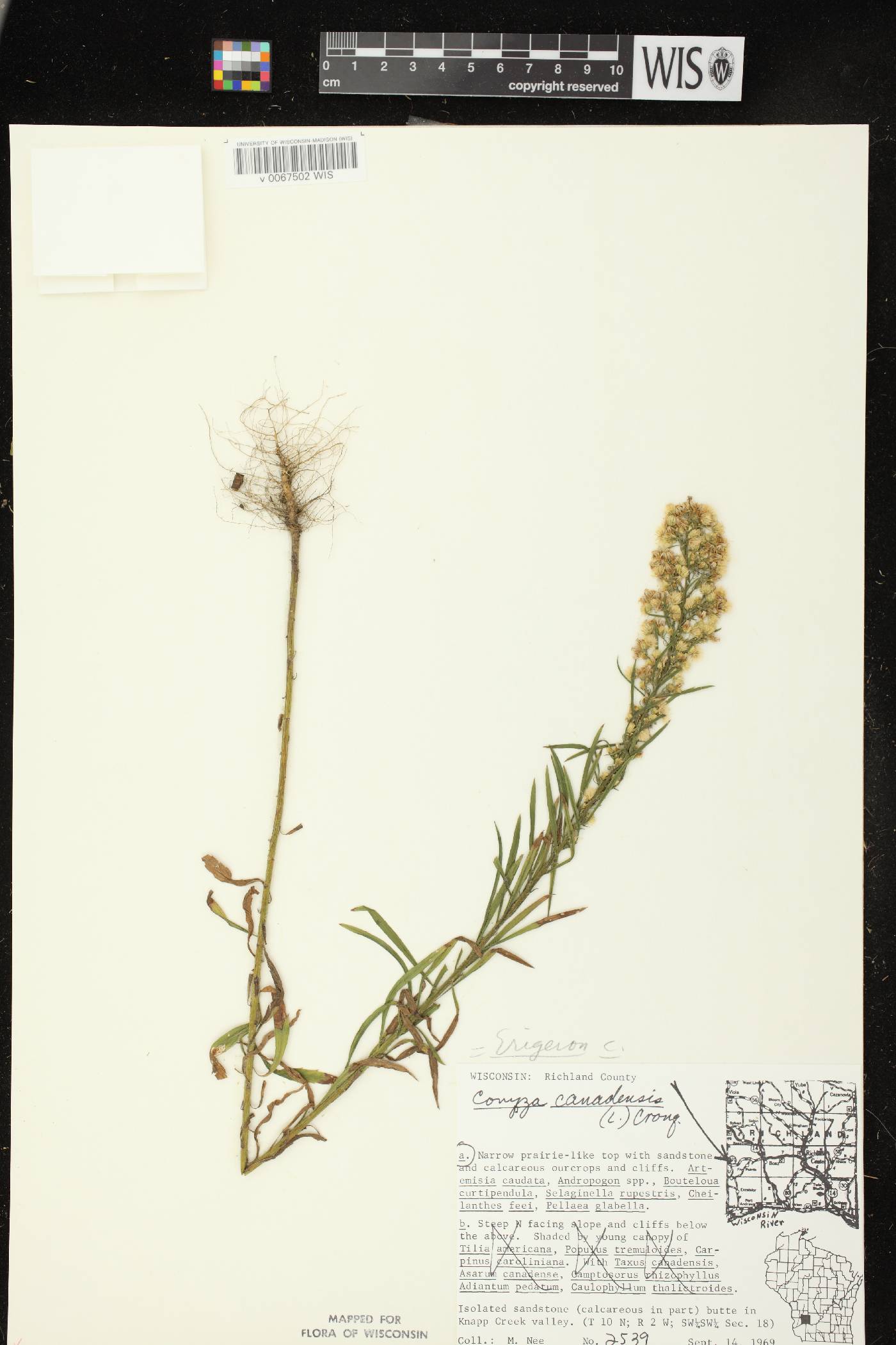 Conyza canadensis image