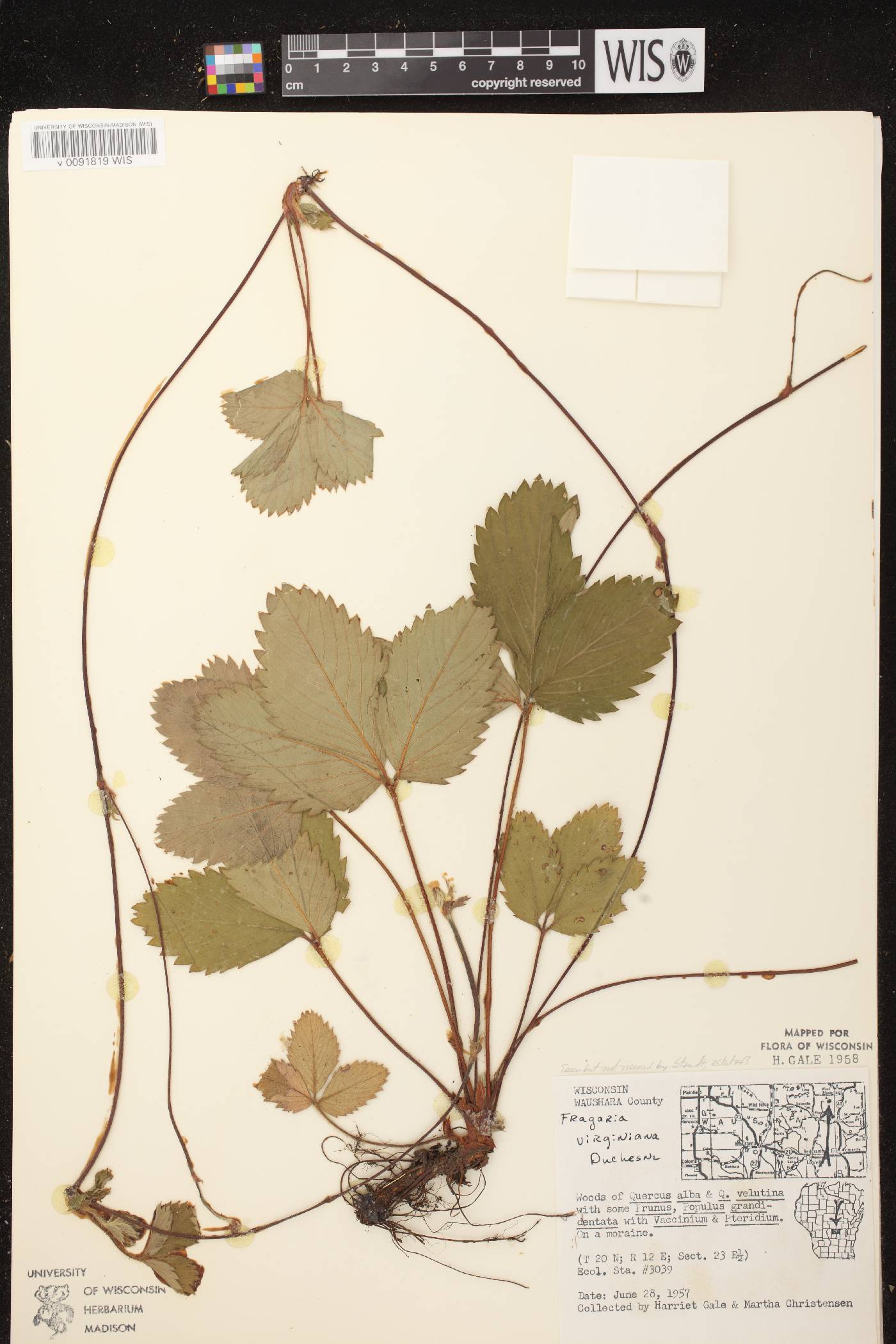 Fragaria virginiana image