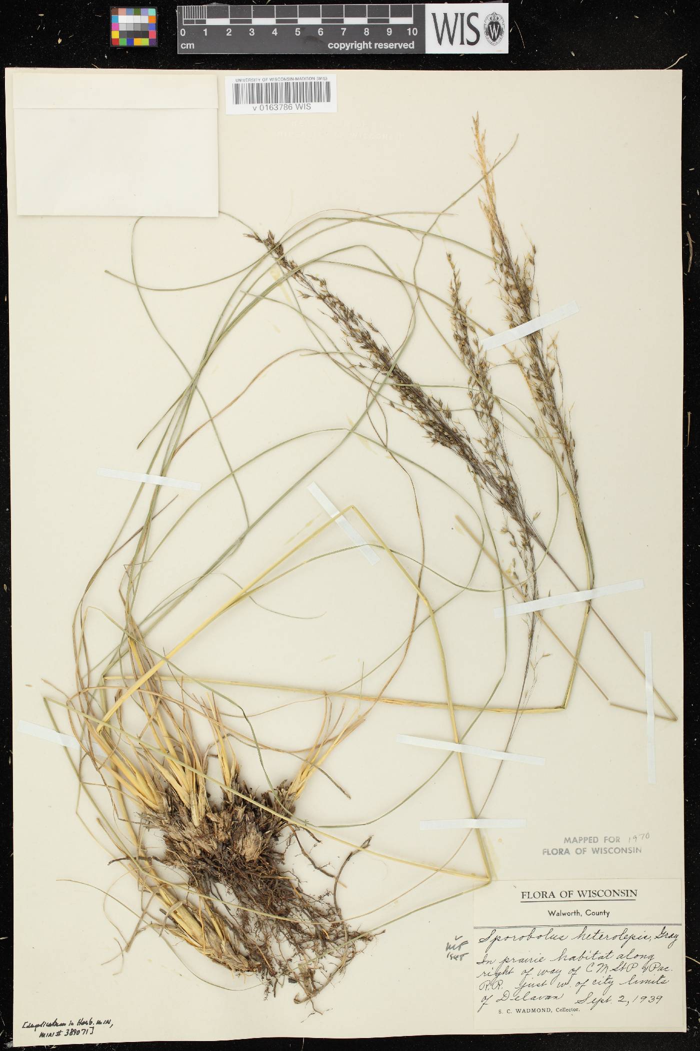Sporobolus heterolepis image