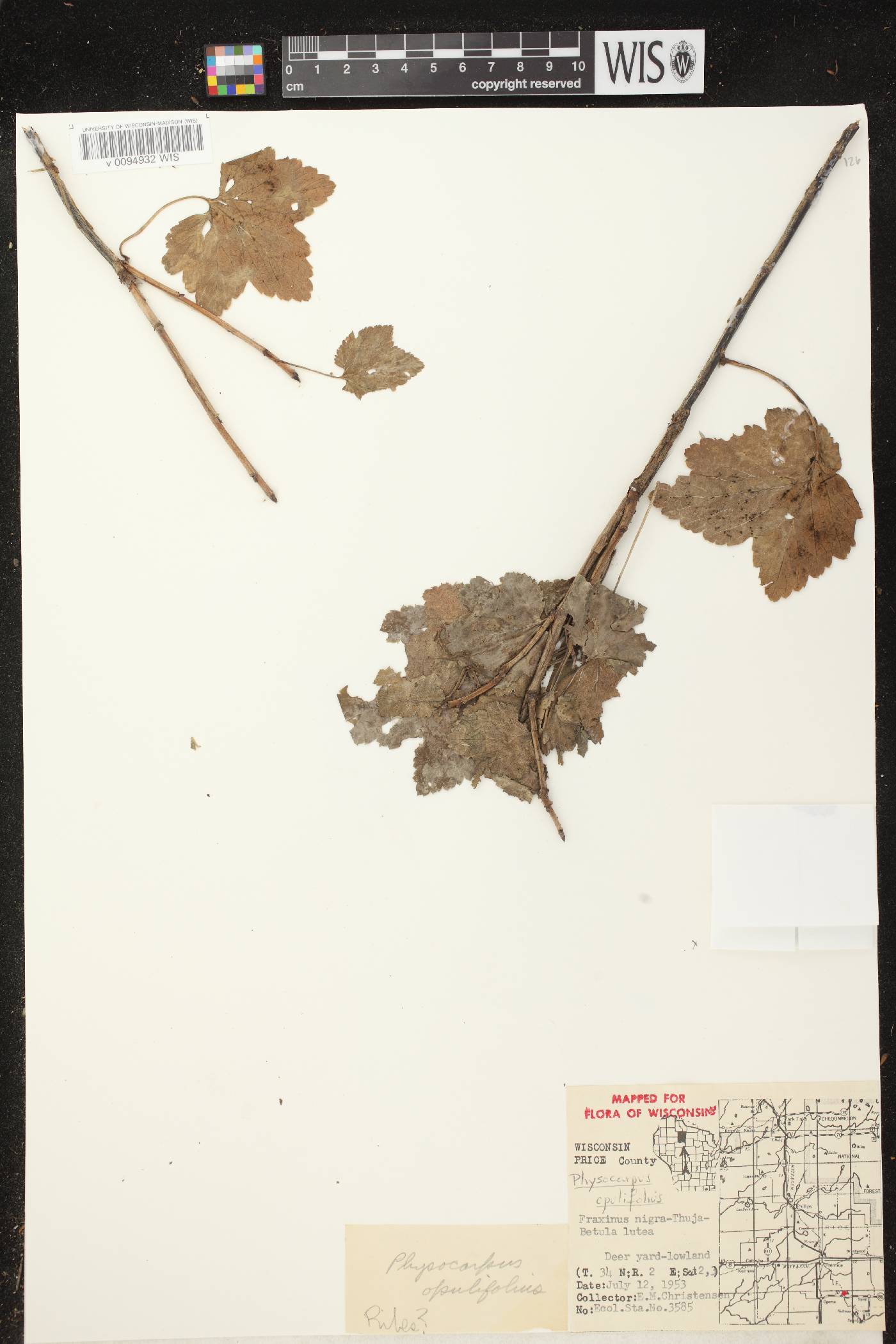 Physocarpus opulifolius image