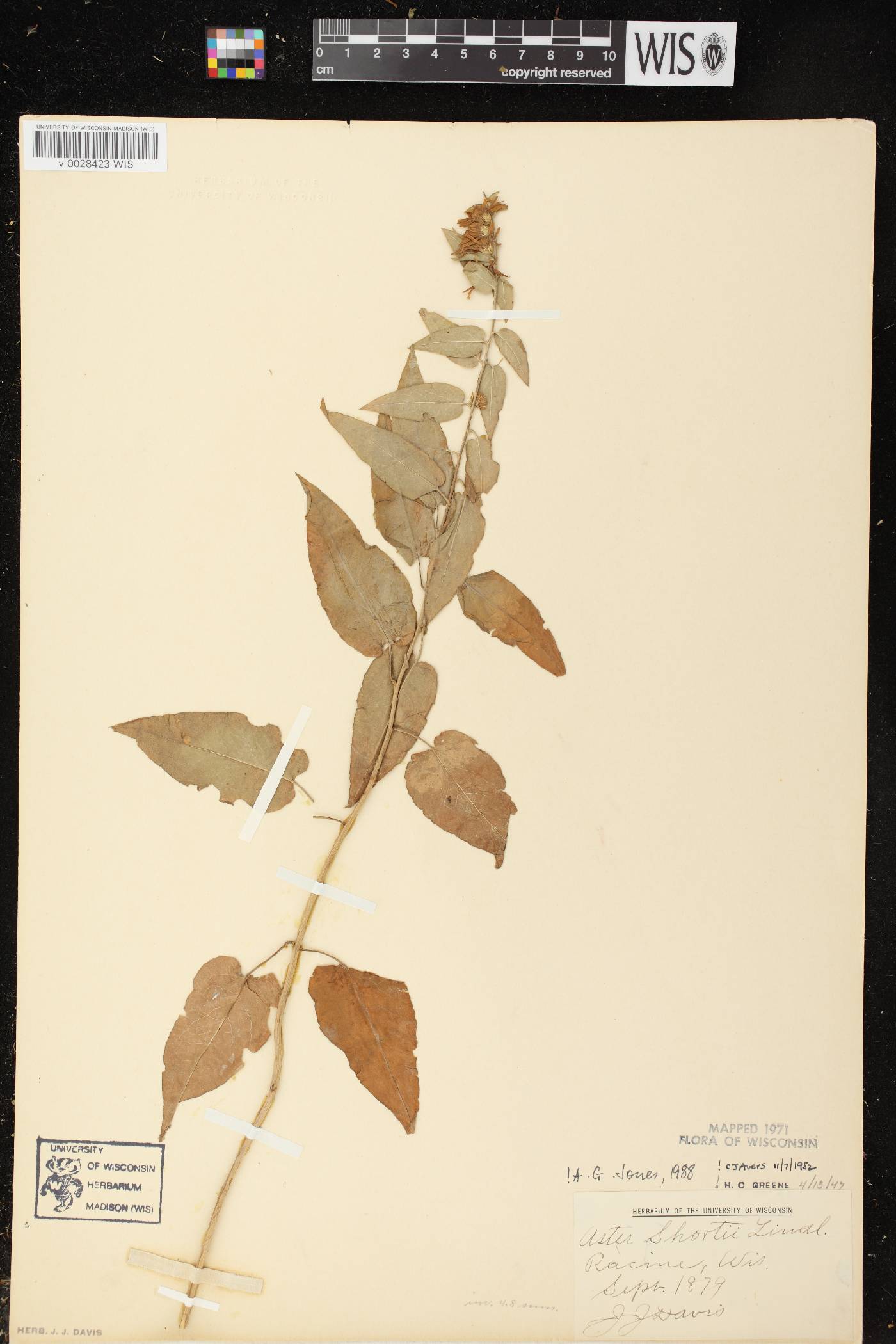 Symphyotrichum shortii image