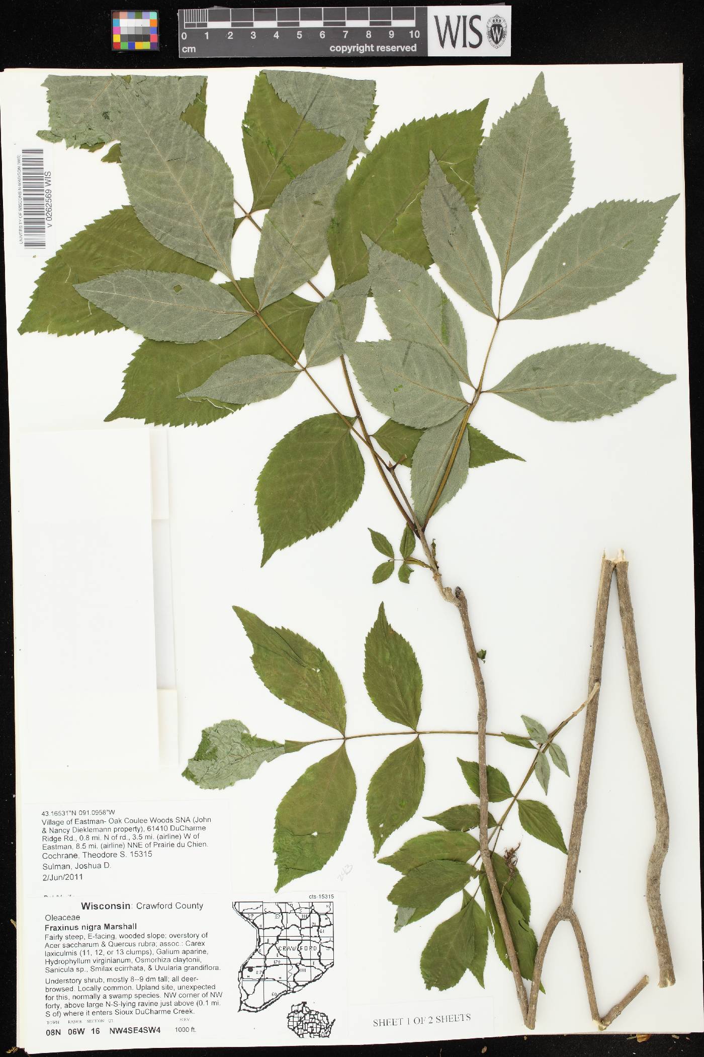 Fraxinus nigra image