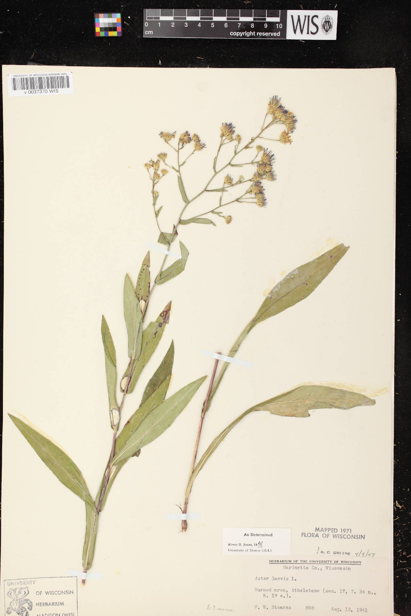Symphyotrichum laeve image