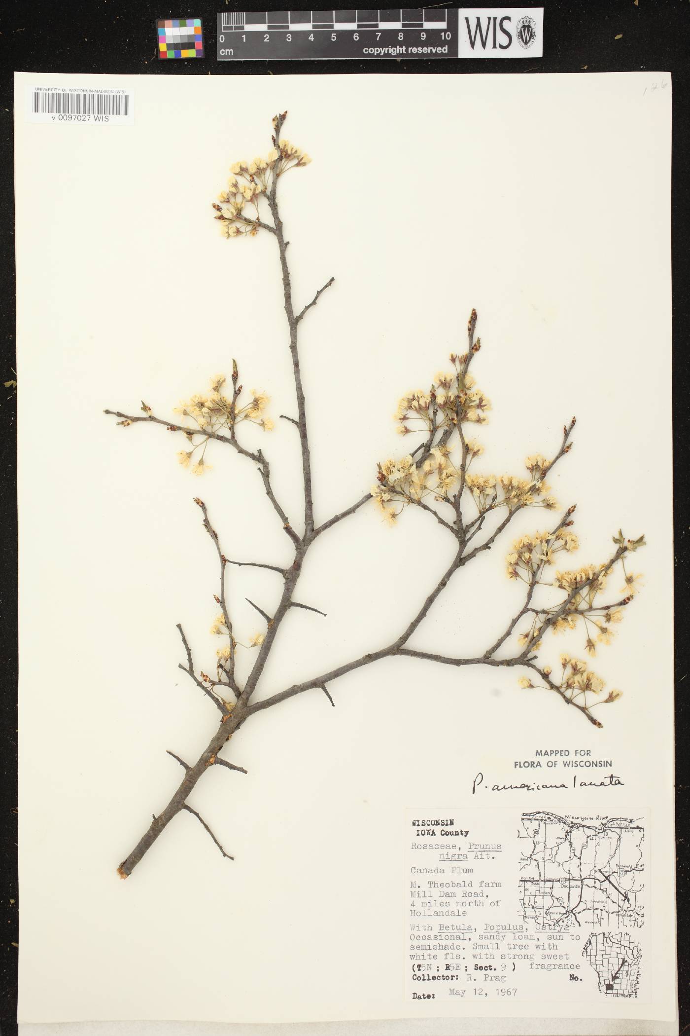 Prunus americana image