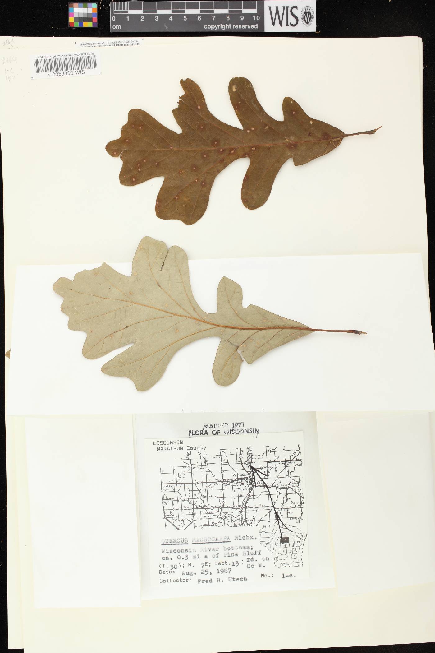 Quercus macrocarpa image