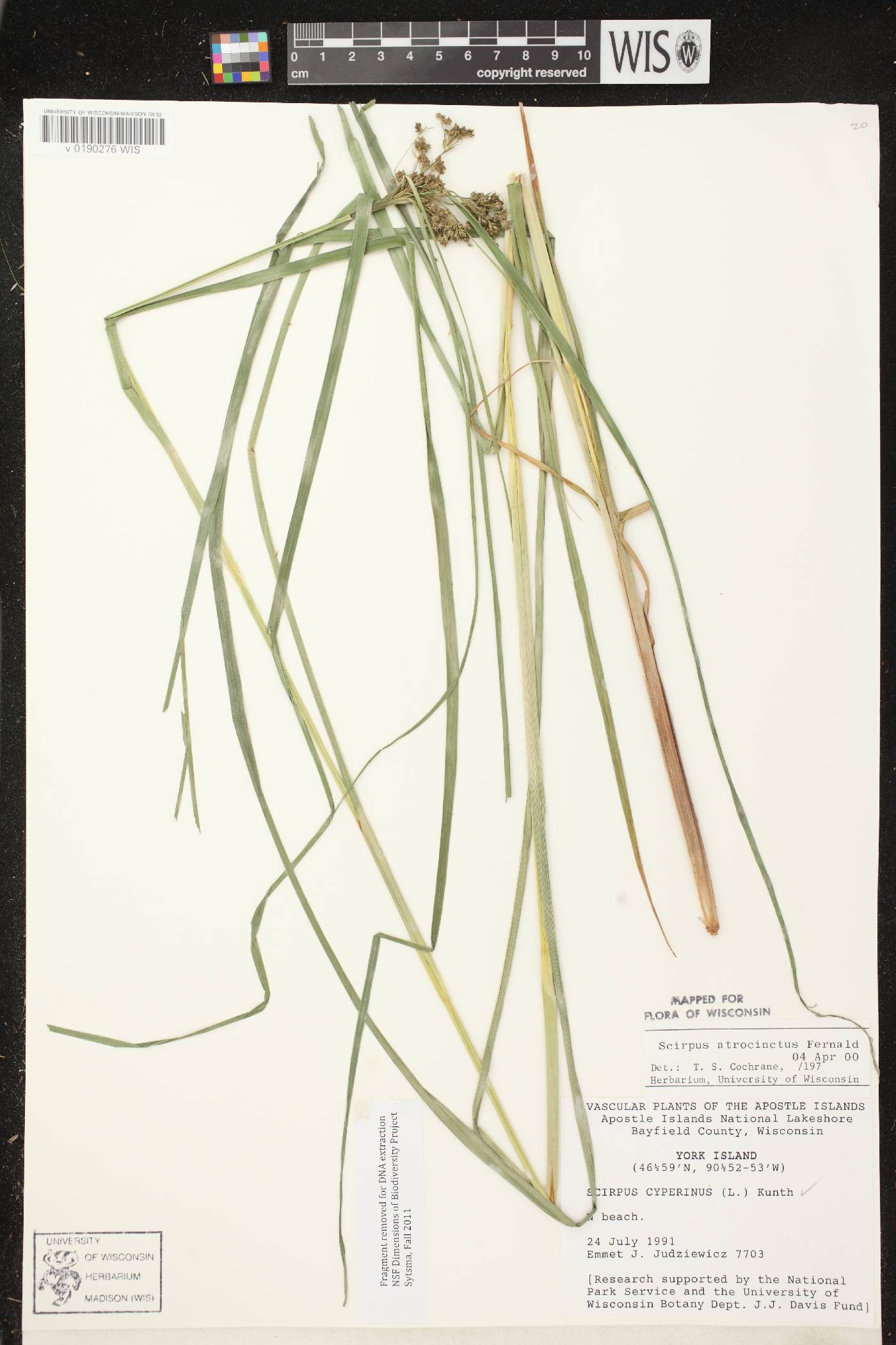 Scirpus atrocinctus image