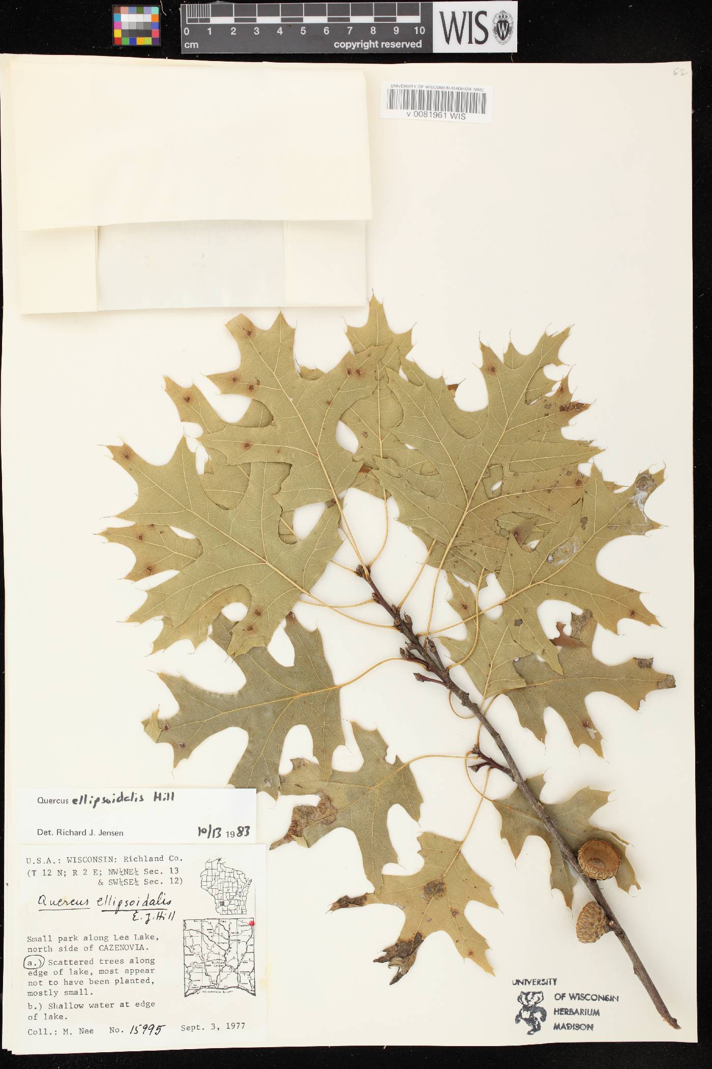 Quercus ellipsoidalis image