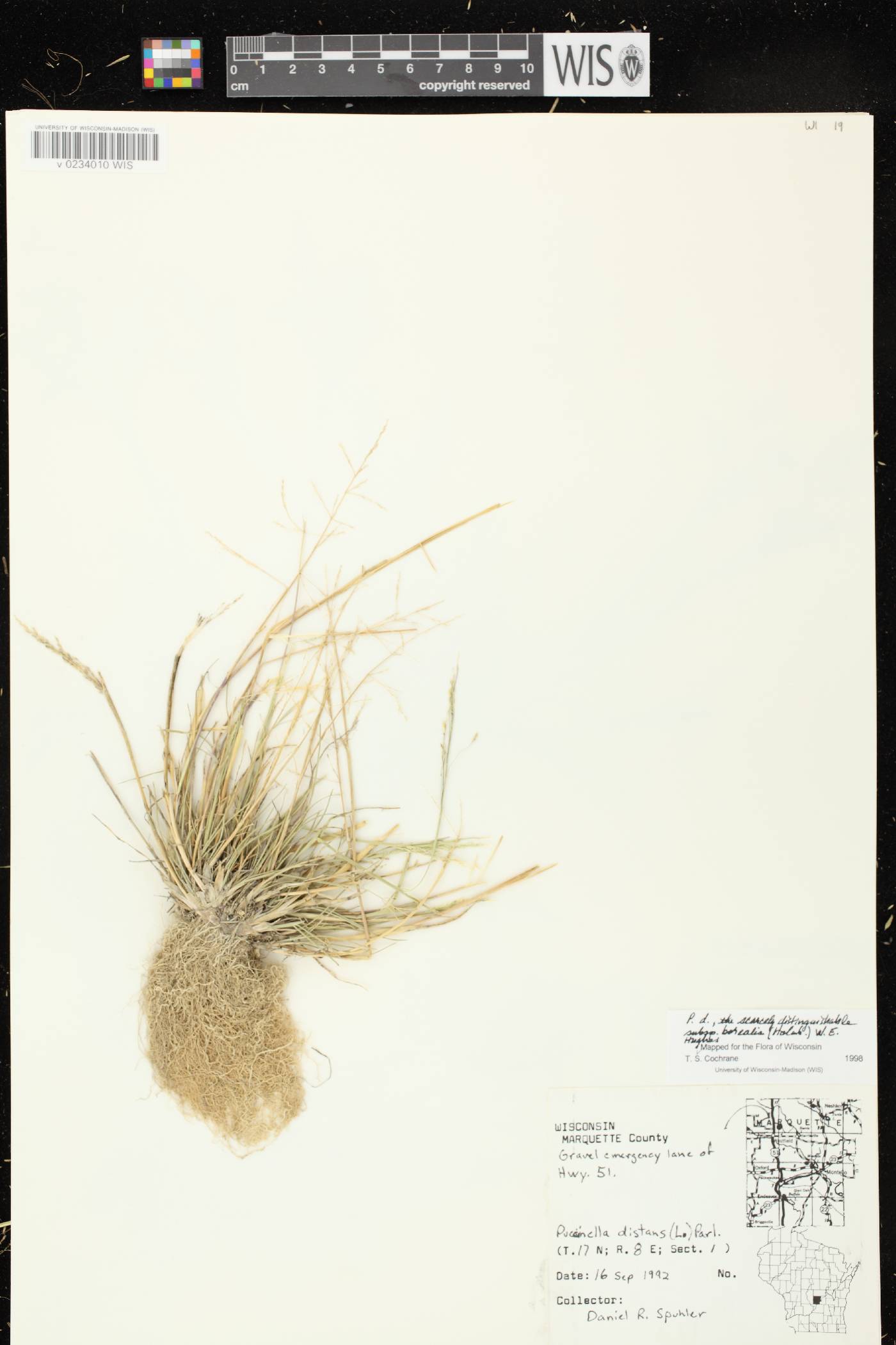 Puccinellia distans subsp. borealis image