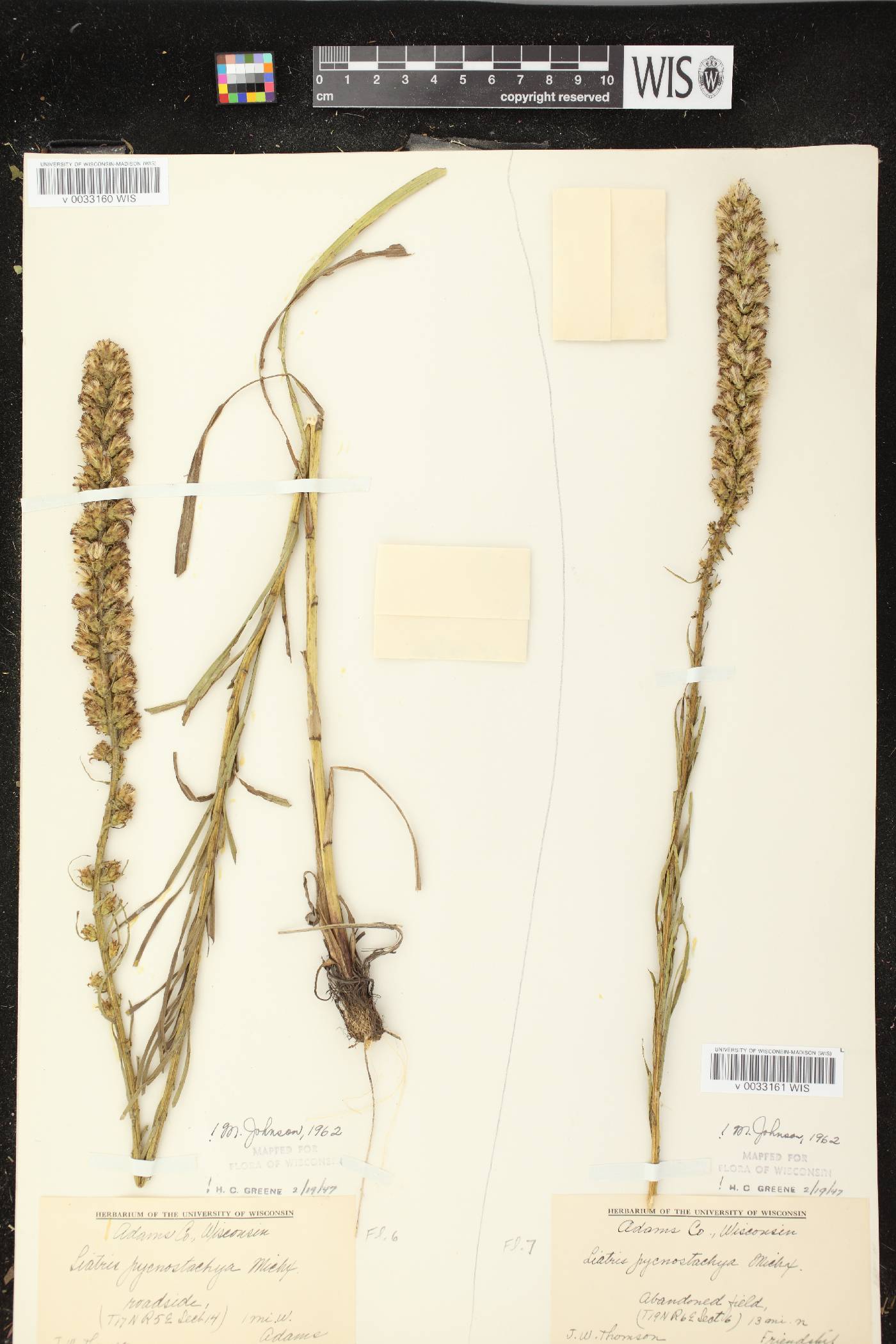 Liatris pycnostachya image