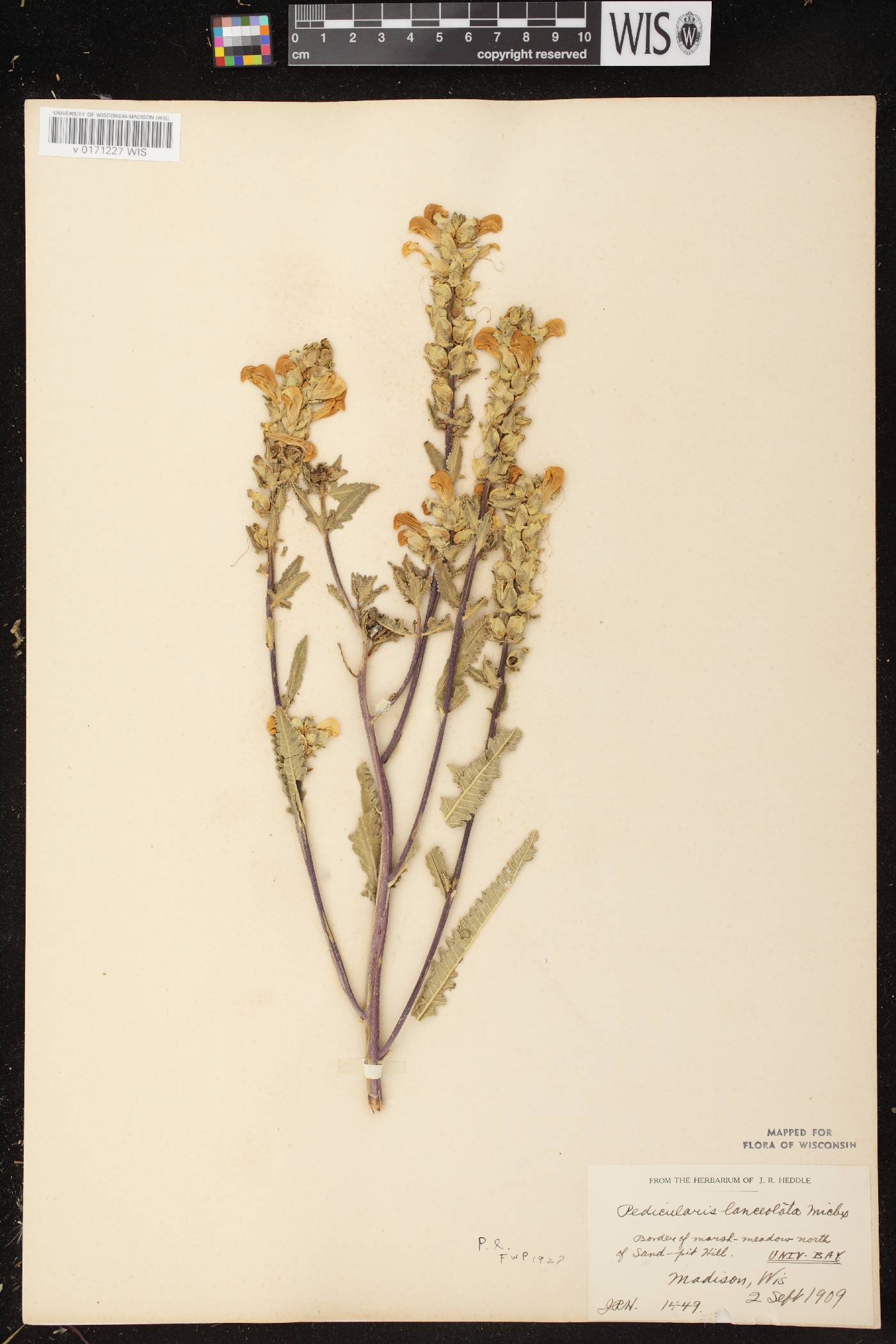 Pedicularis lanceolata image