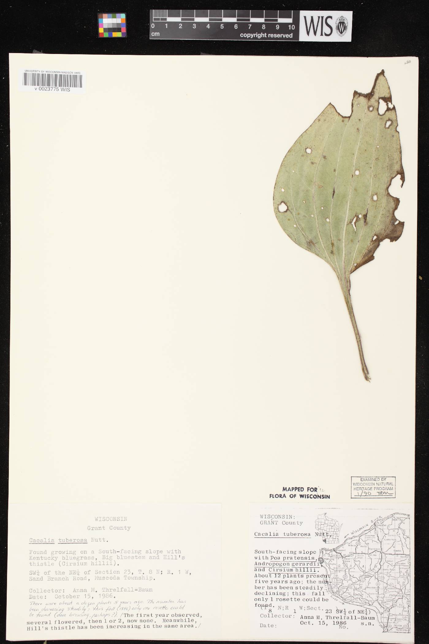 Arnoglossum plantagineum image