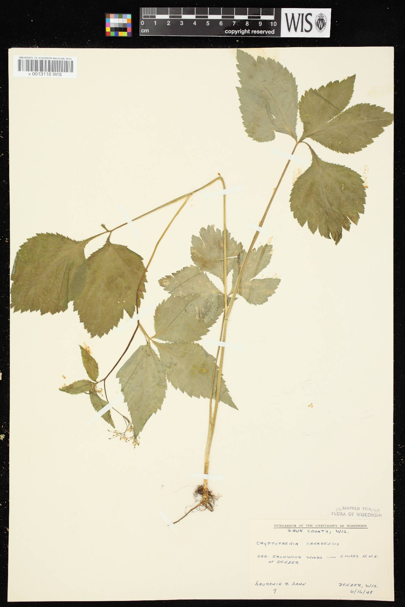 Cryptotaenia canadensis image