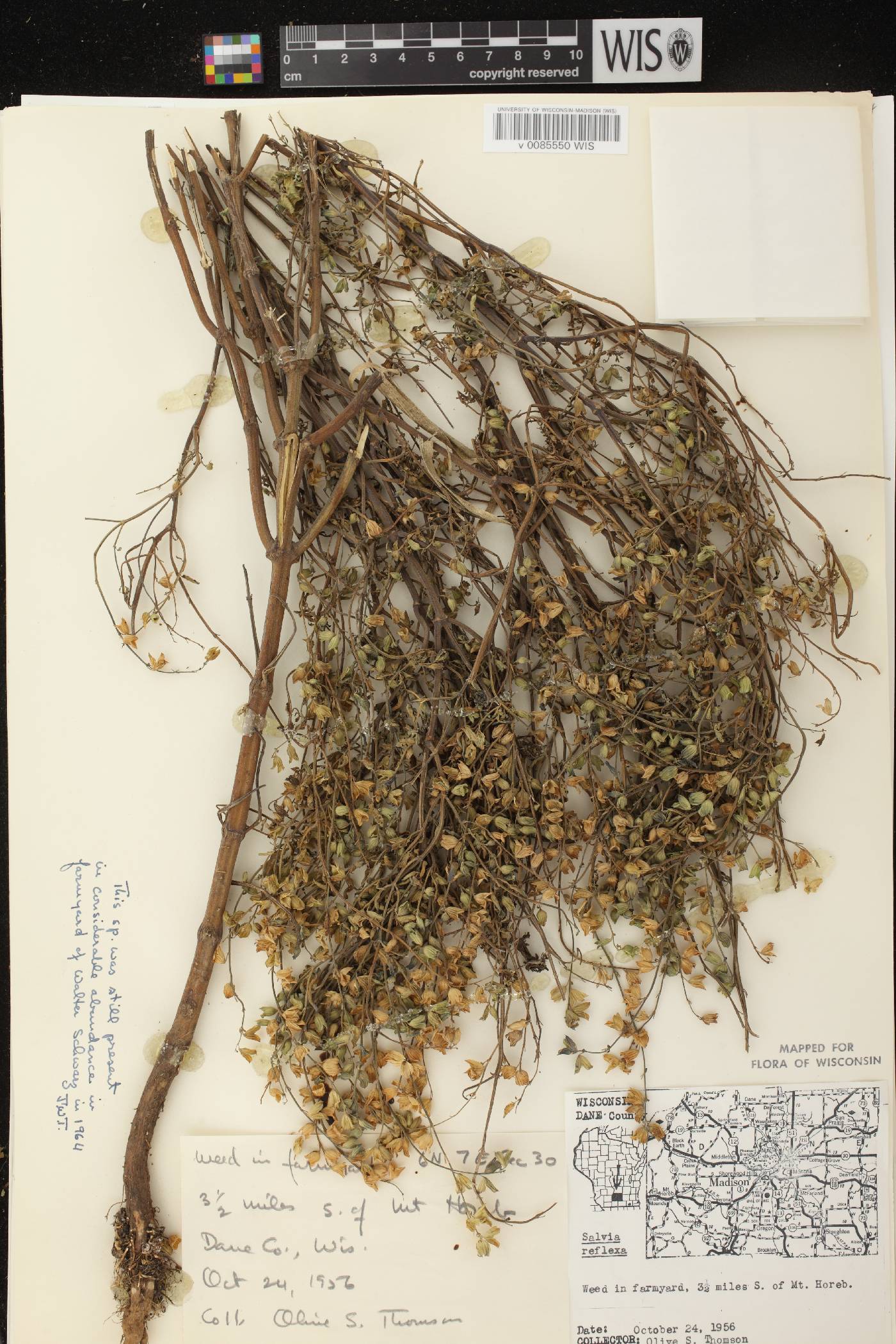 Salvia reflexa image