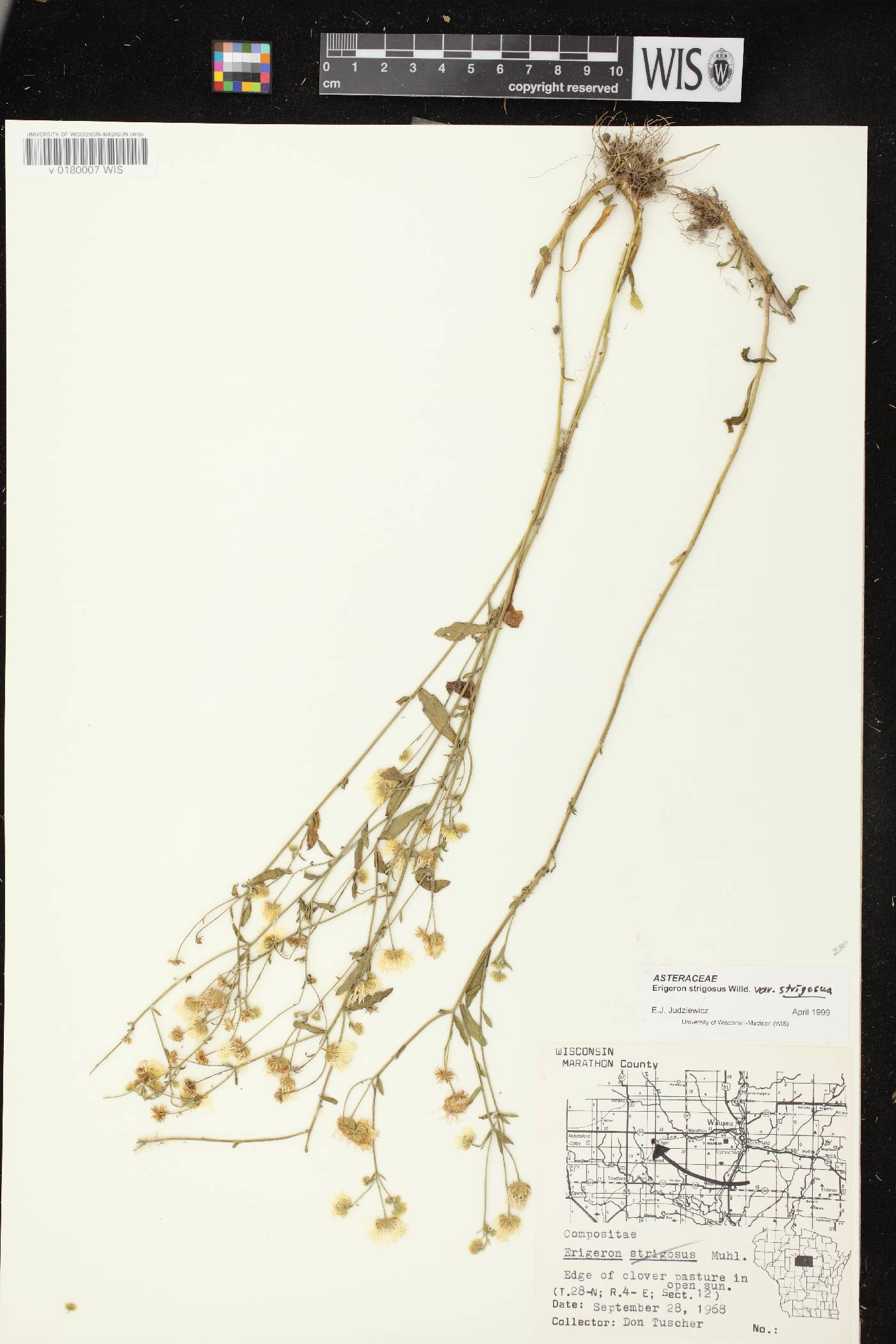 Erigeron strigosus image