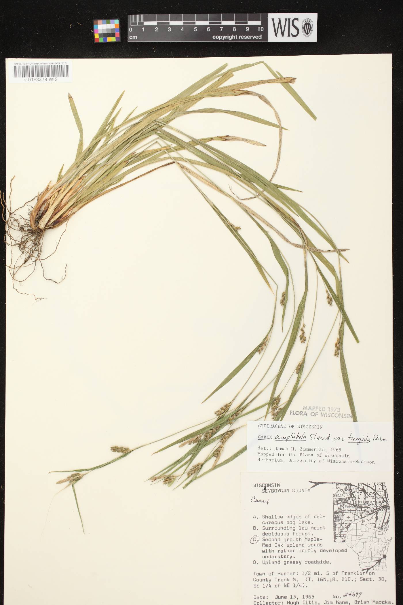 Carex grisea image