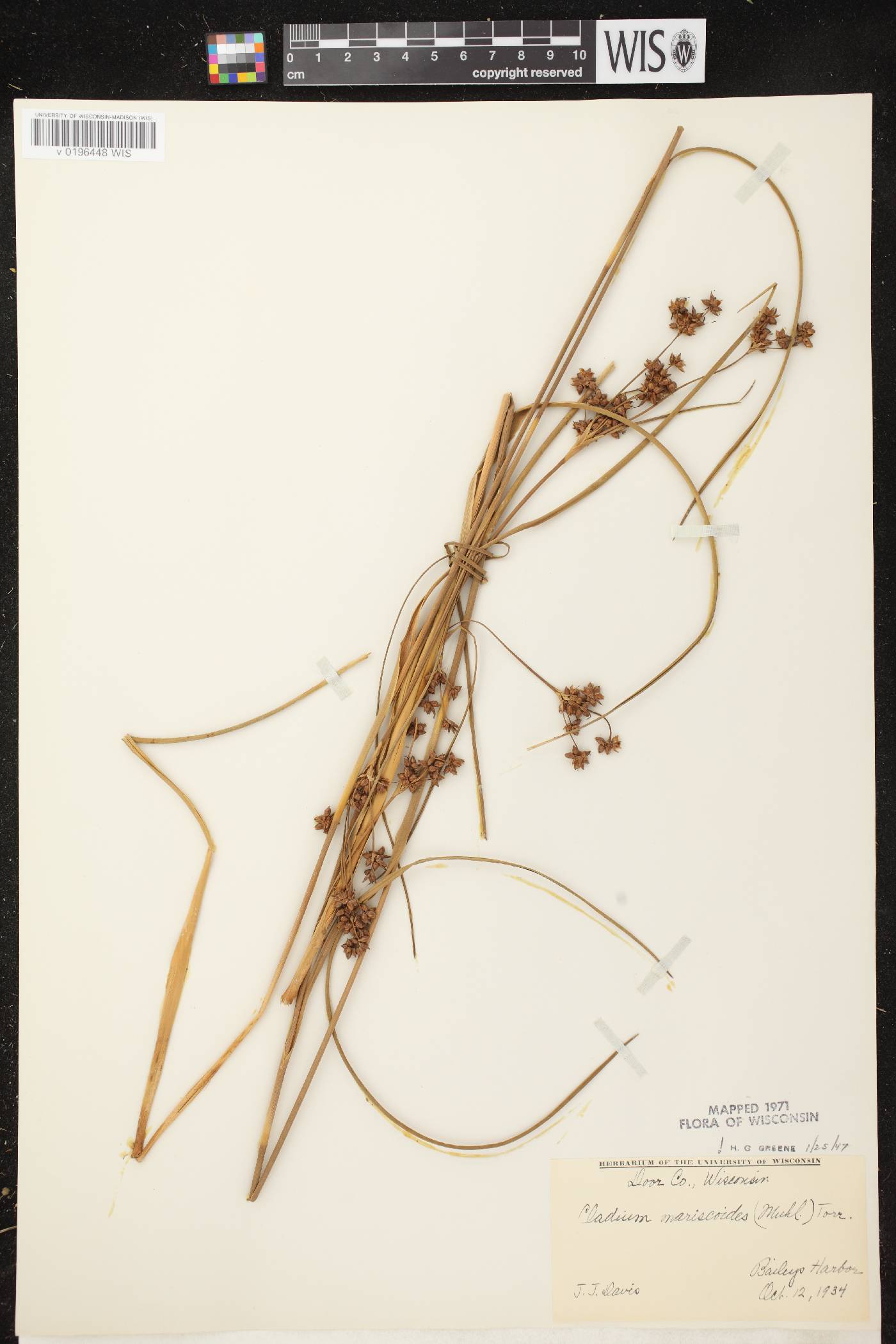 Cladium mariscoides image