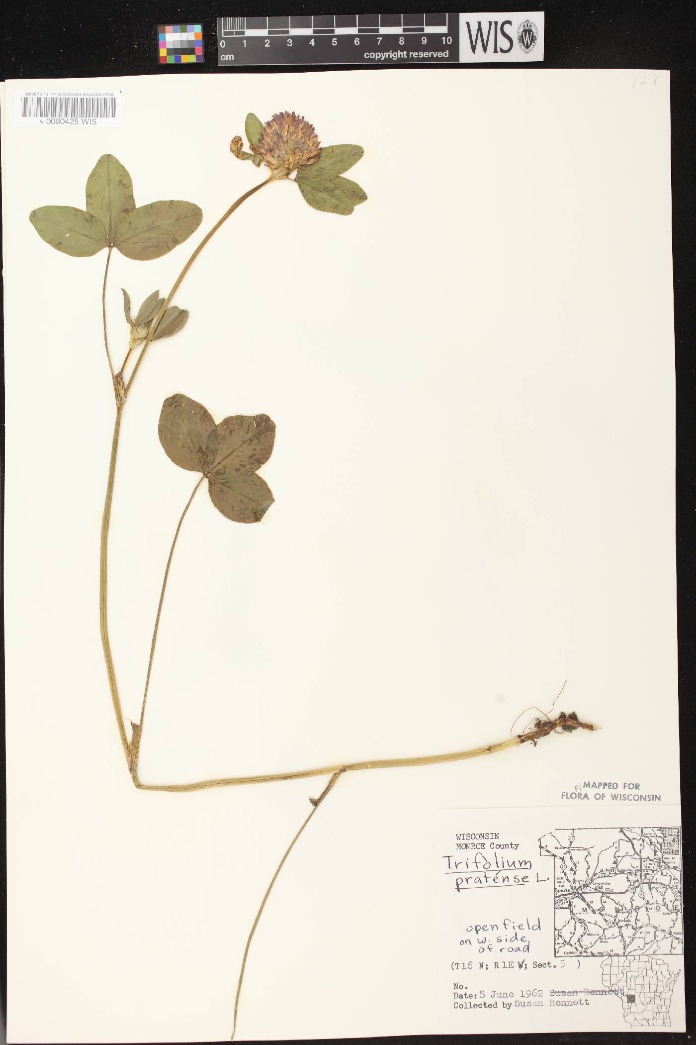 Trifolium pratense image