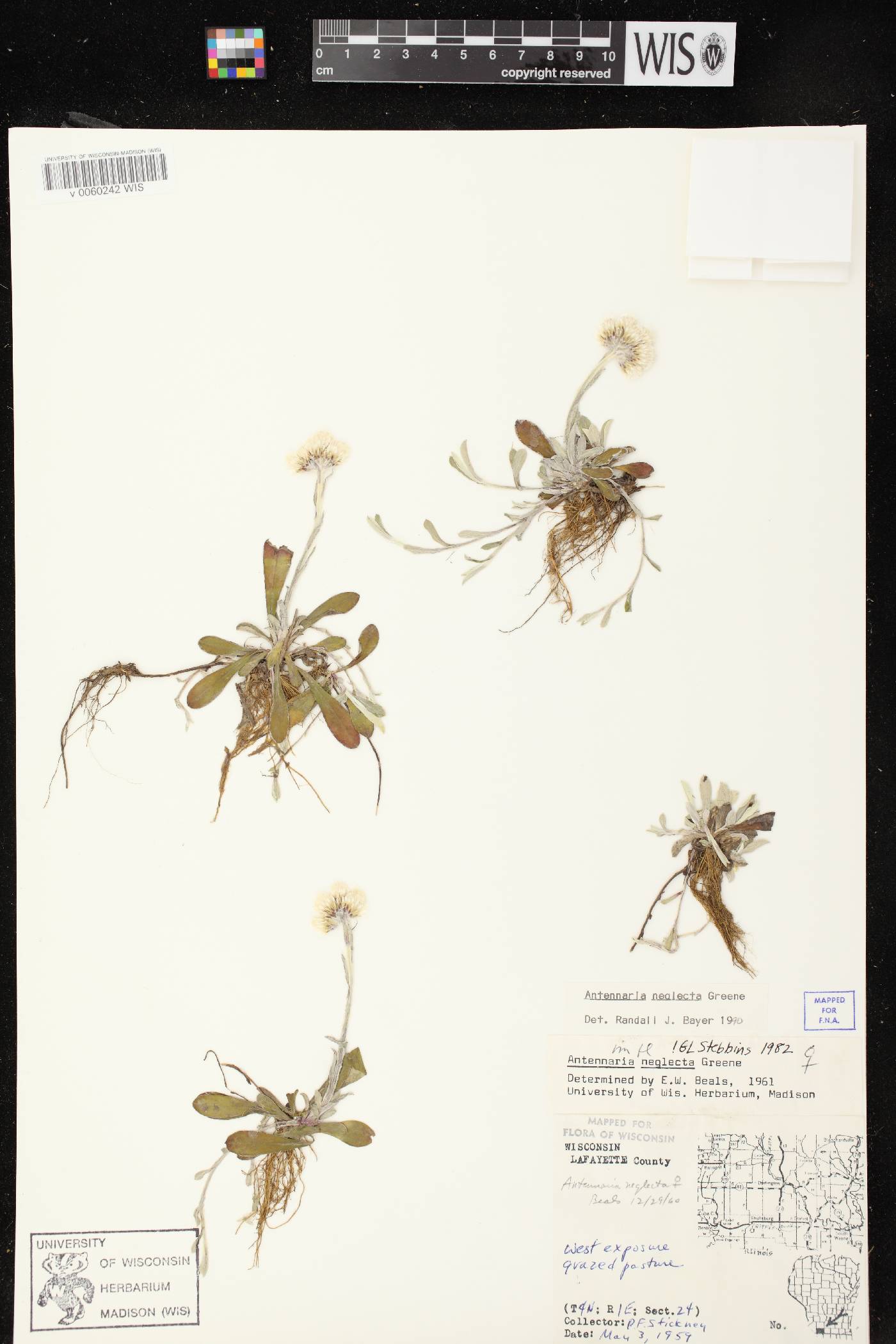 Antennaria neglecta image