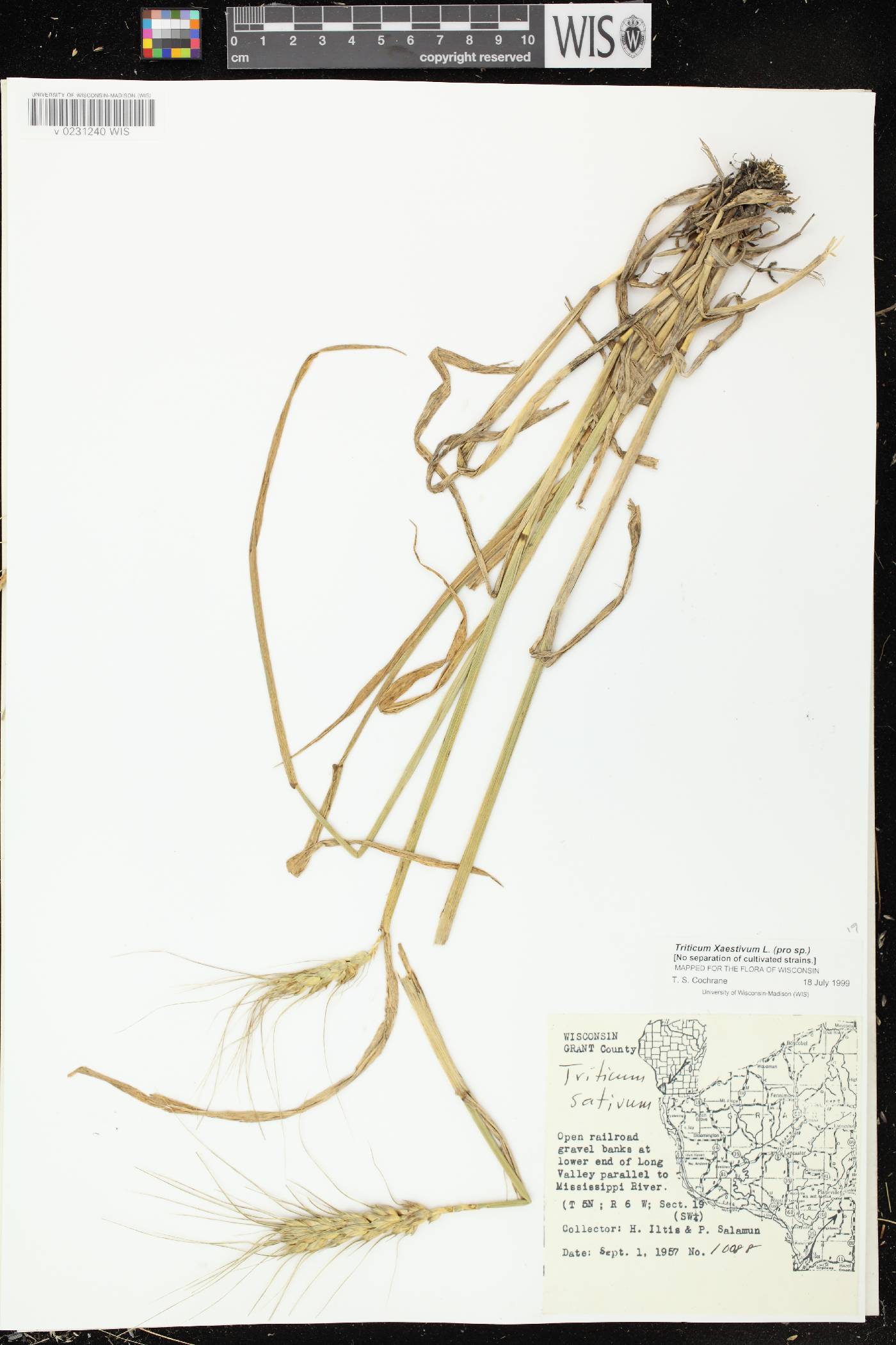 Triticum aestivum image