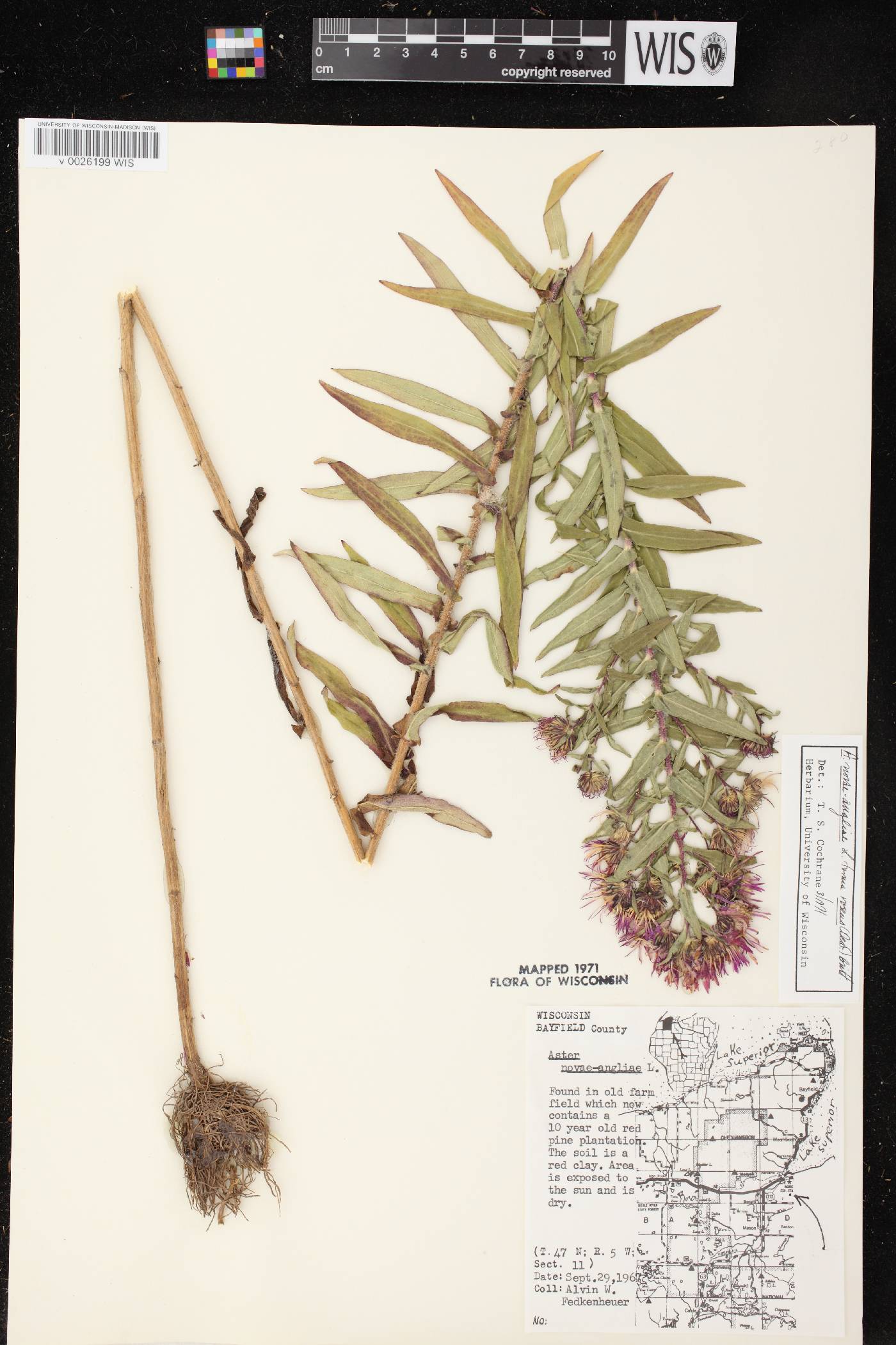 Symphyotrichum novae-angliae image