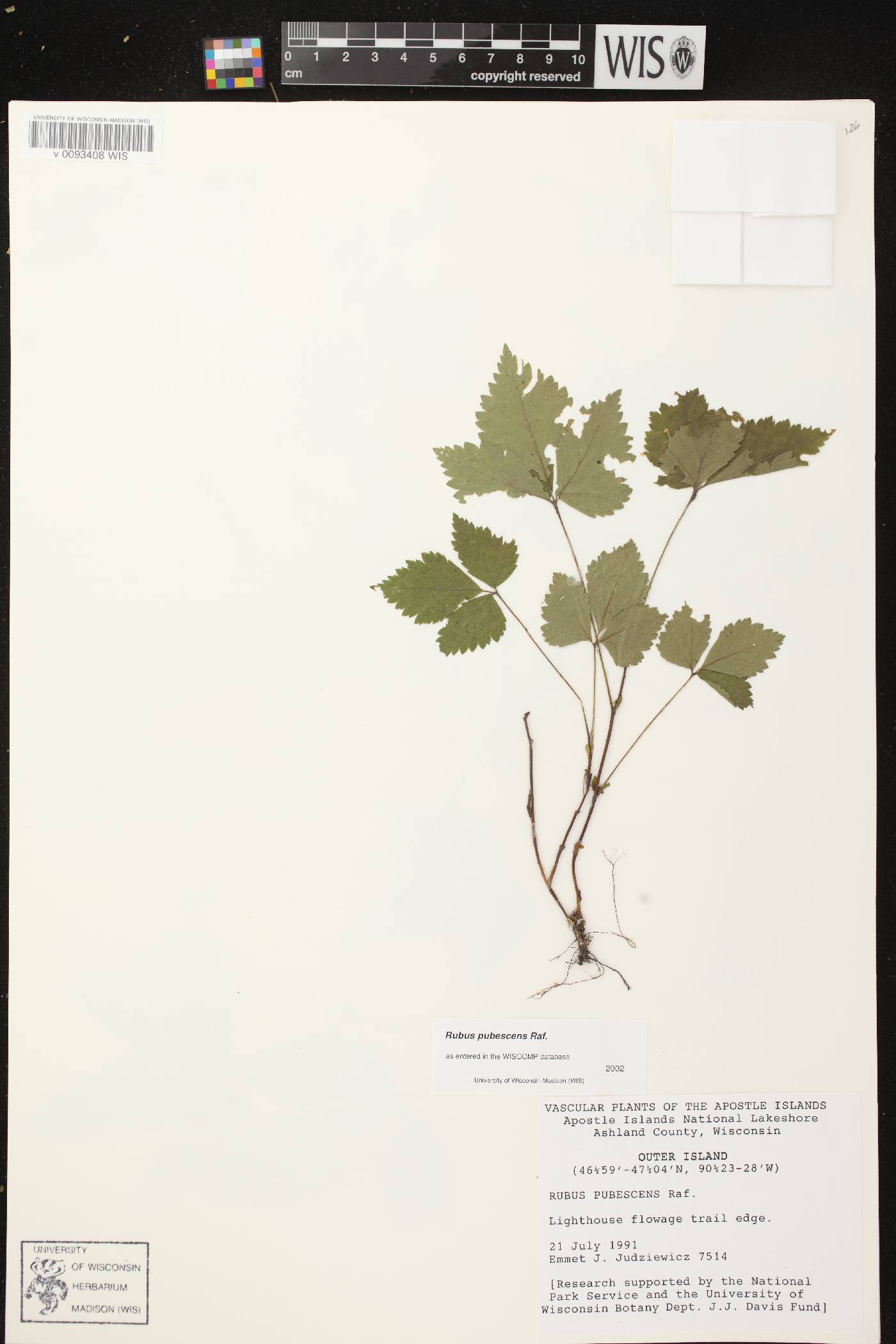 Rubus pubescens image