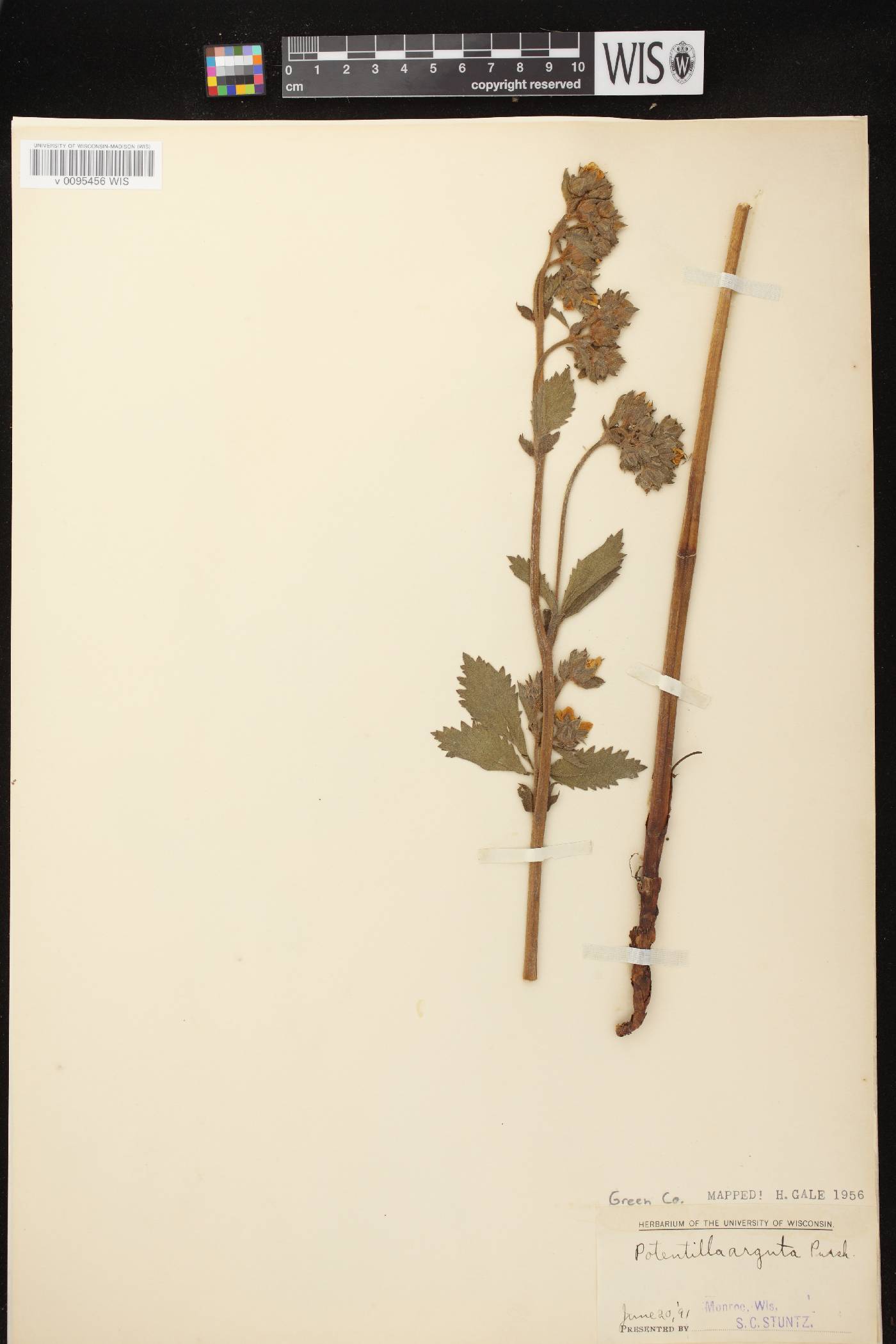 Drymocallis arguta image