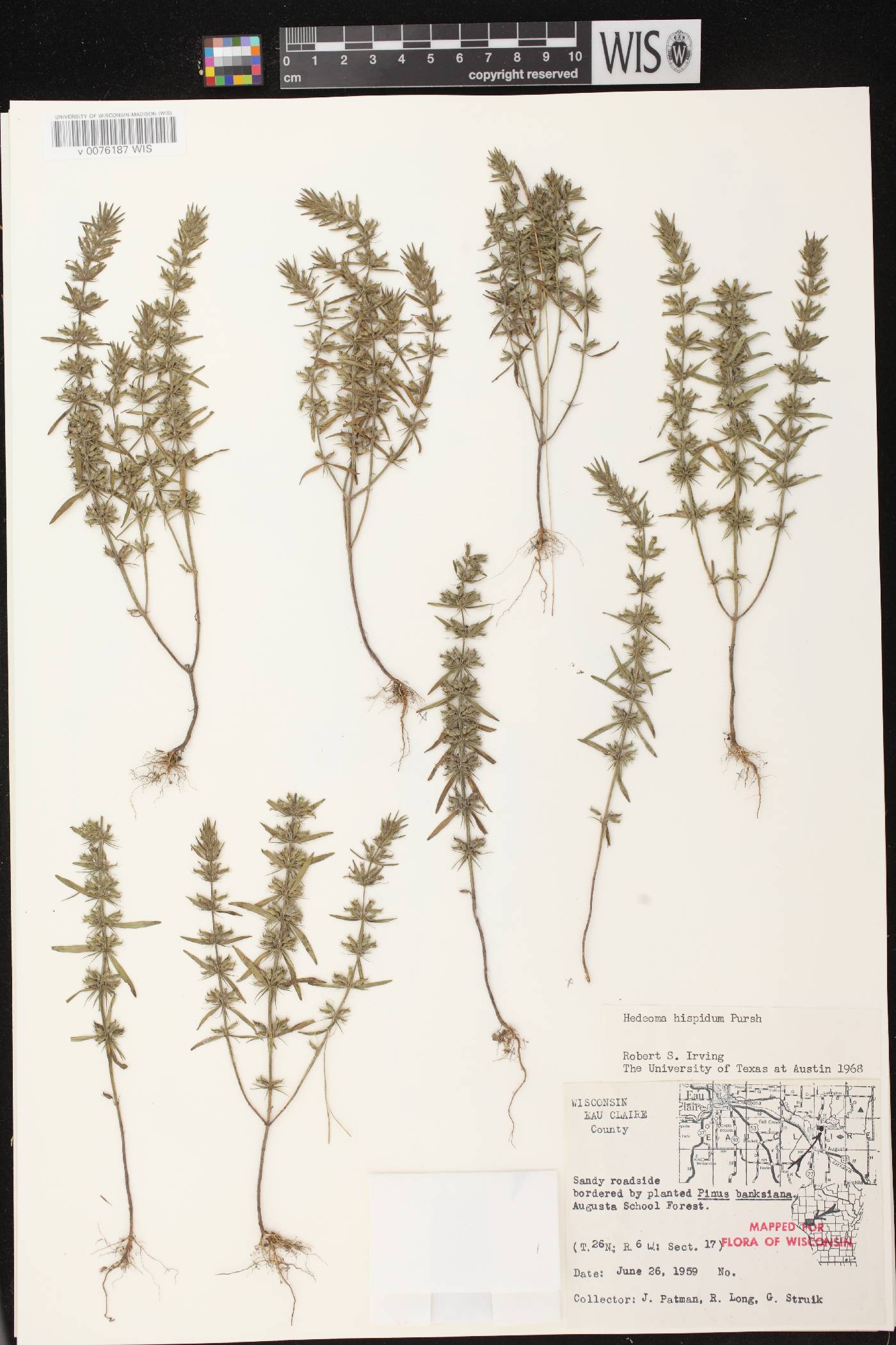 Hedeoma hispida image