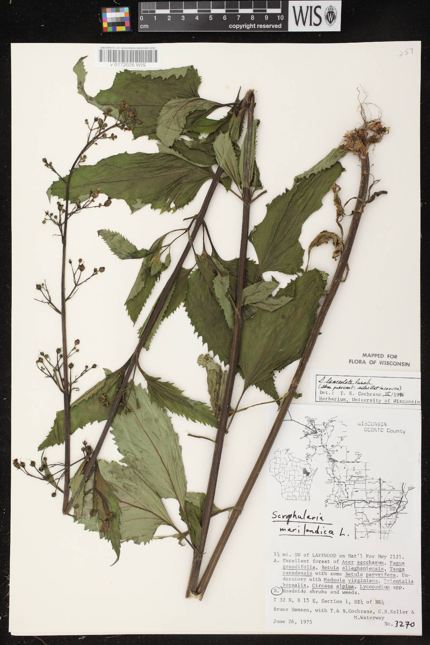 Scrophularia lanceolata image