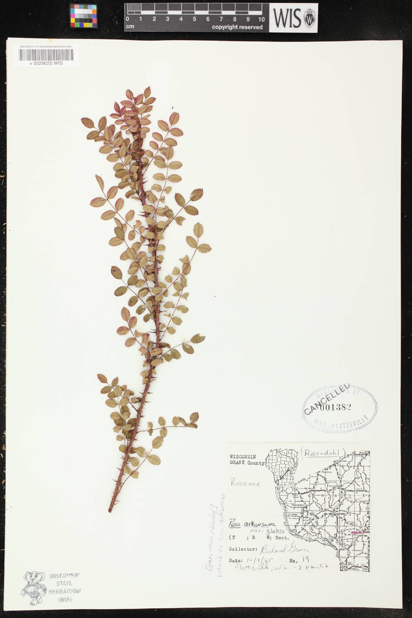Rosa arkansana image