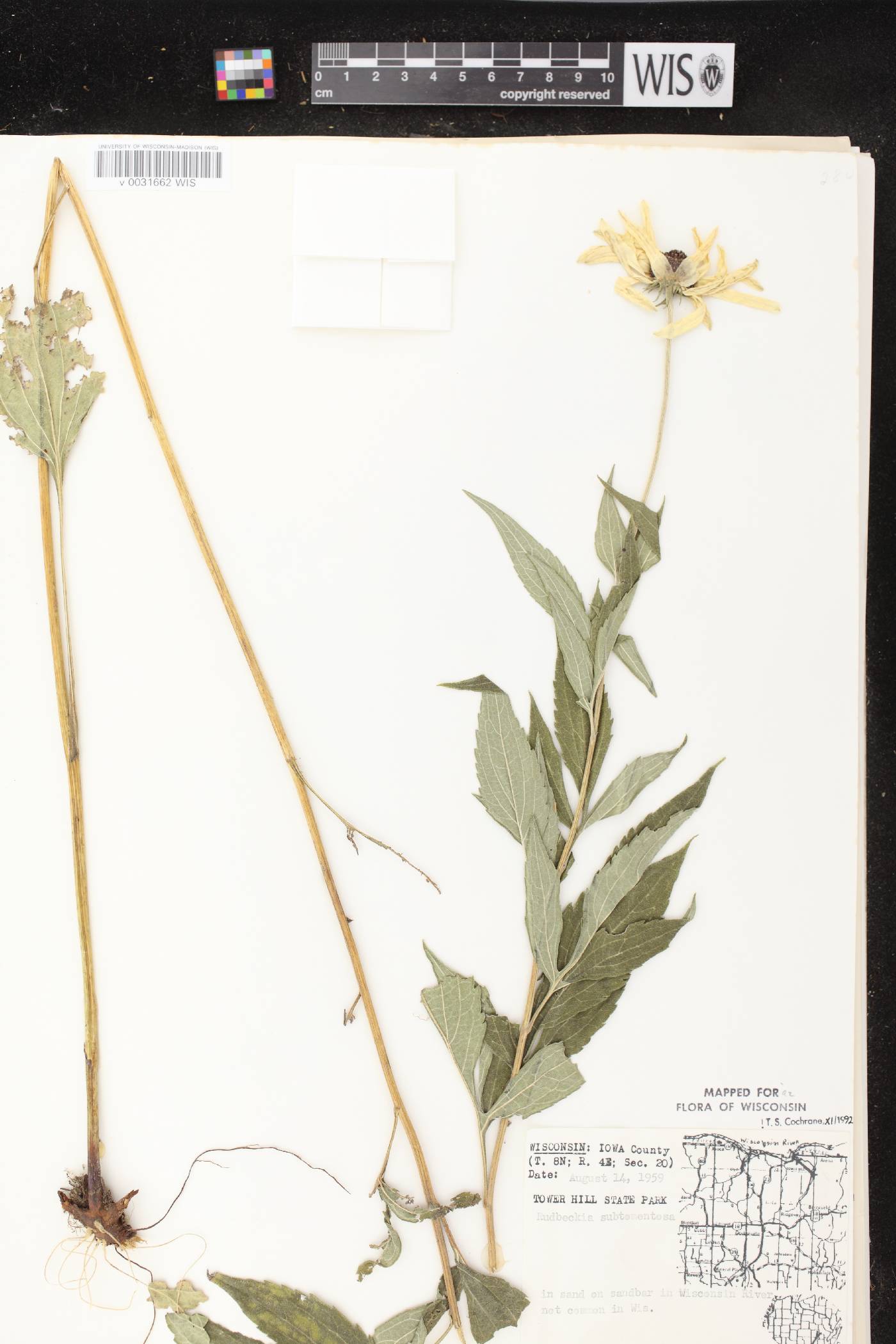 Rudbeckia subtomentosa image