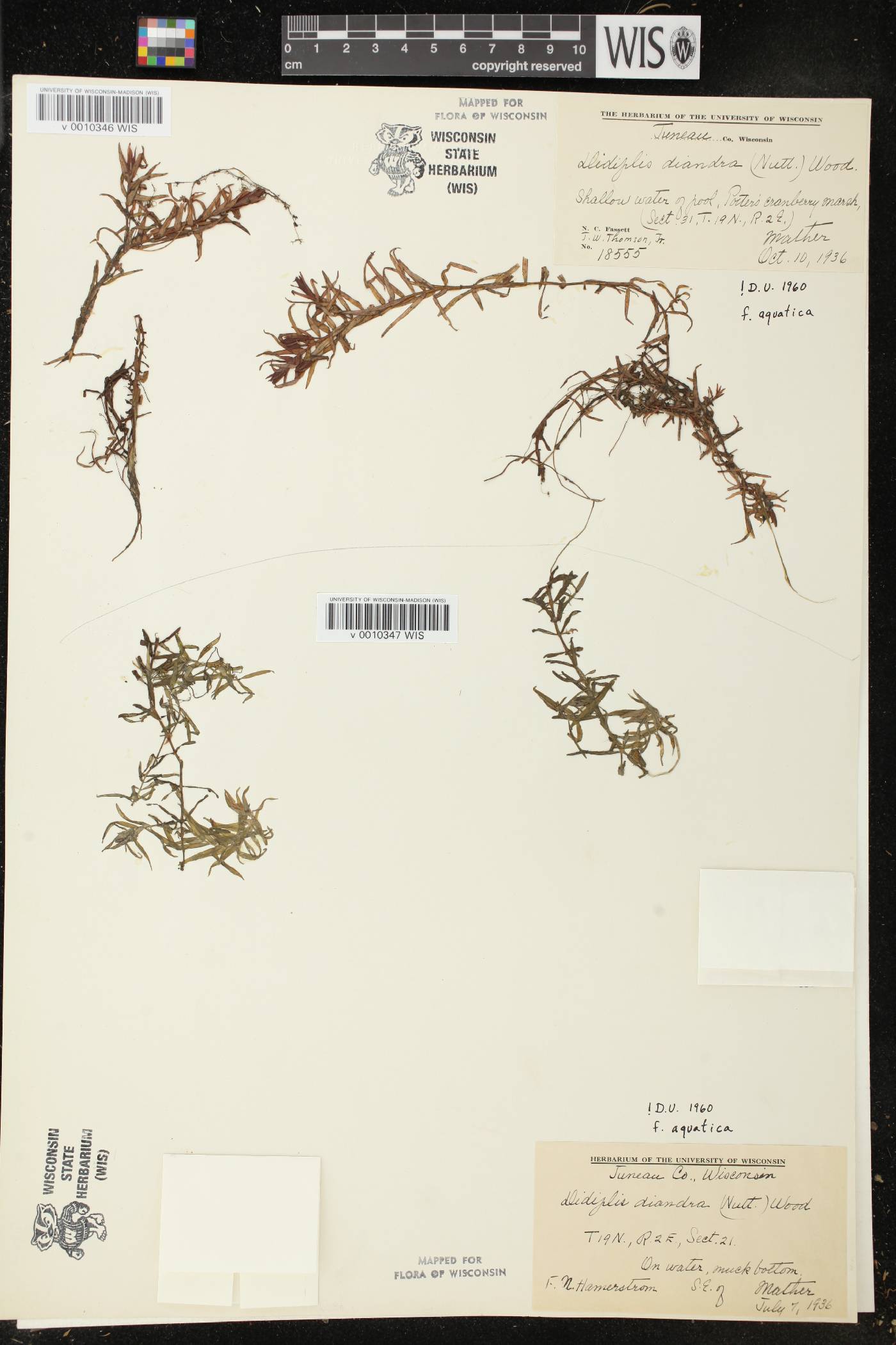 Didiplis diandra image