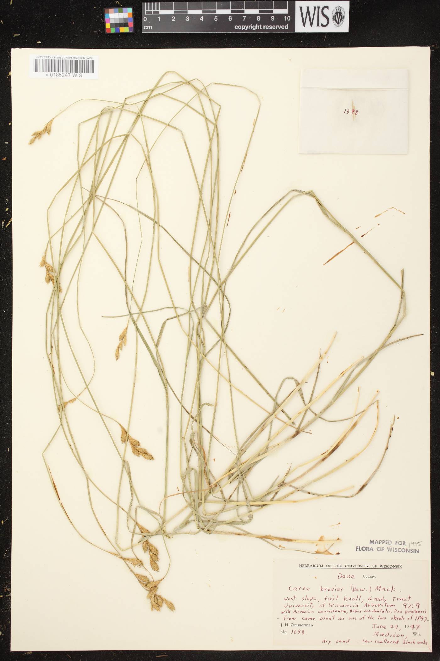 Carex brevior image