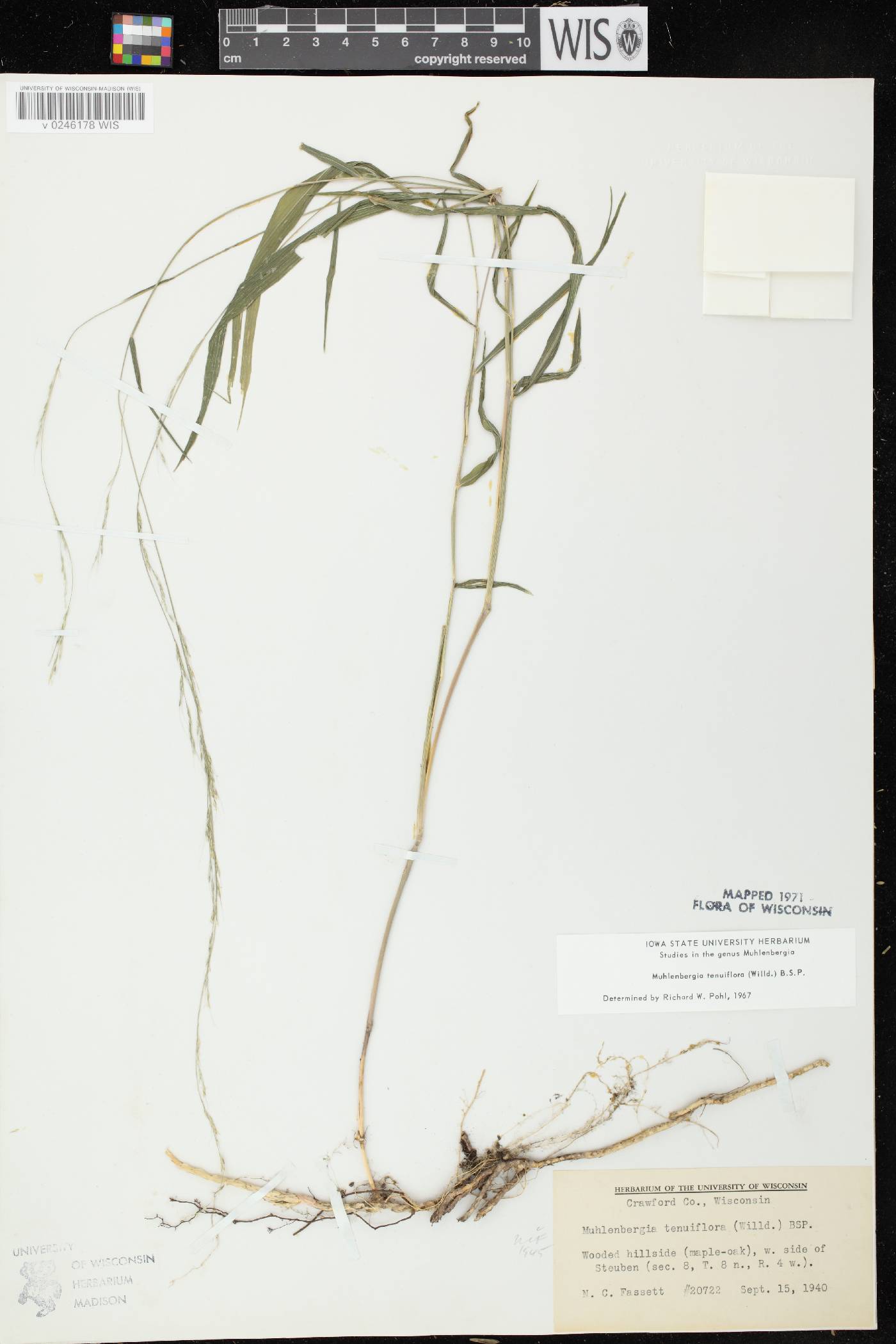 Muhlenbergia tenuiflora image