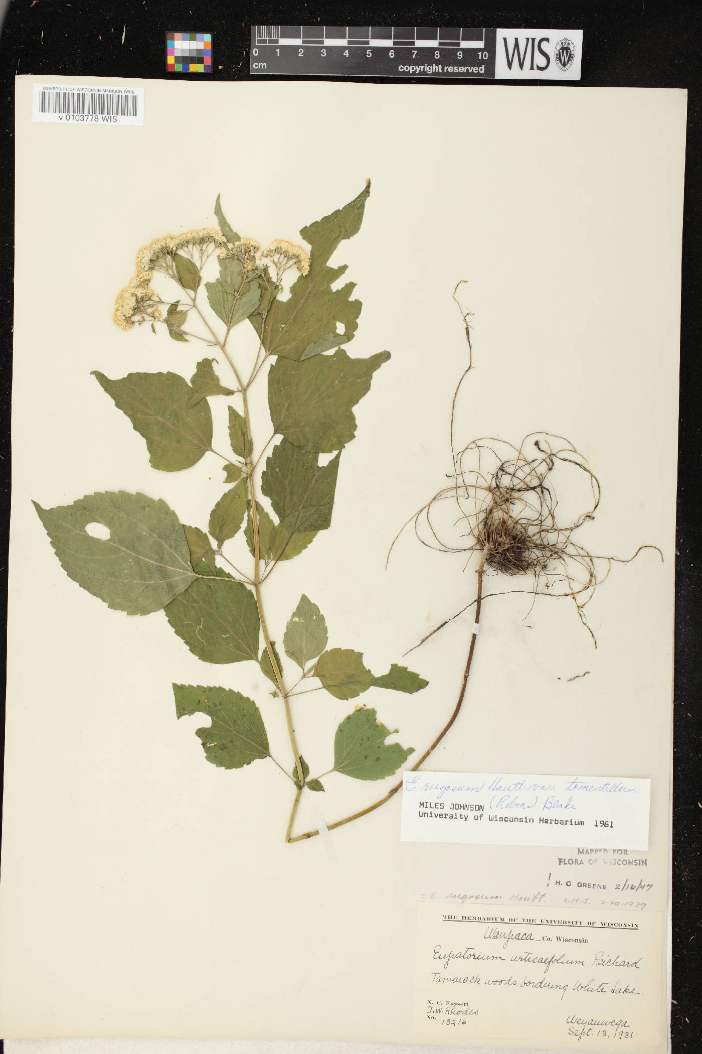 Ageratina altissima subsp. altissima image