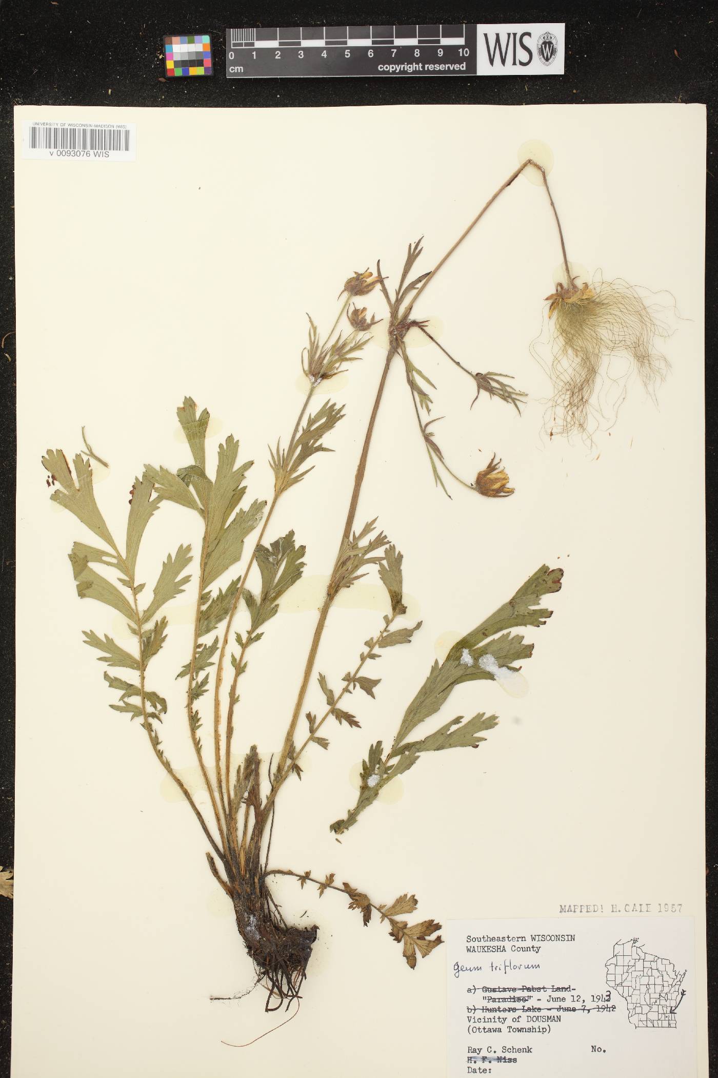 Geum triflorum var. triflorum image