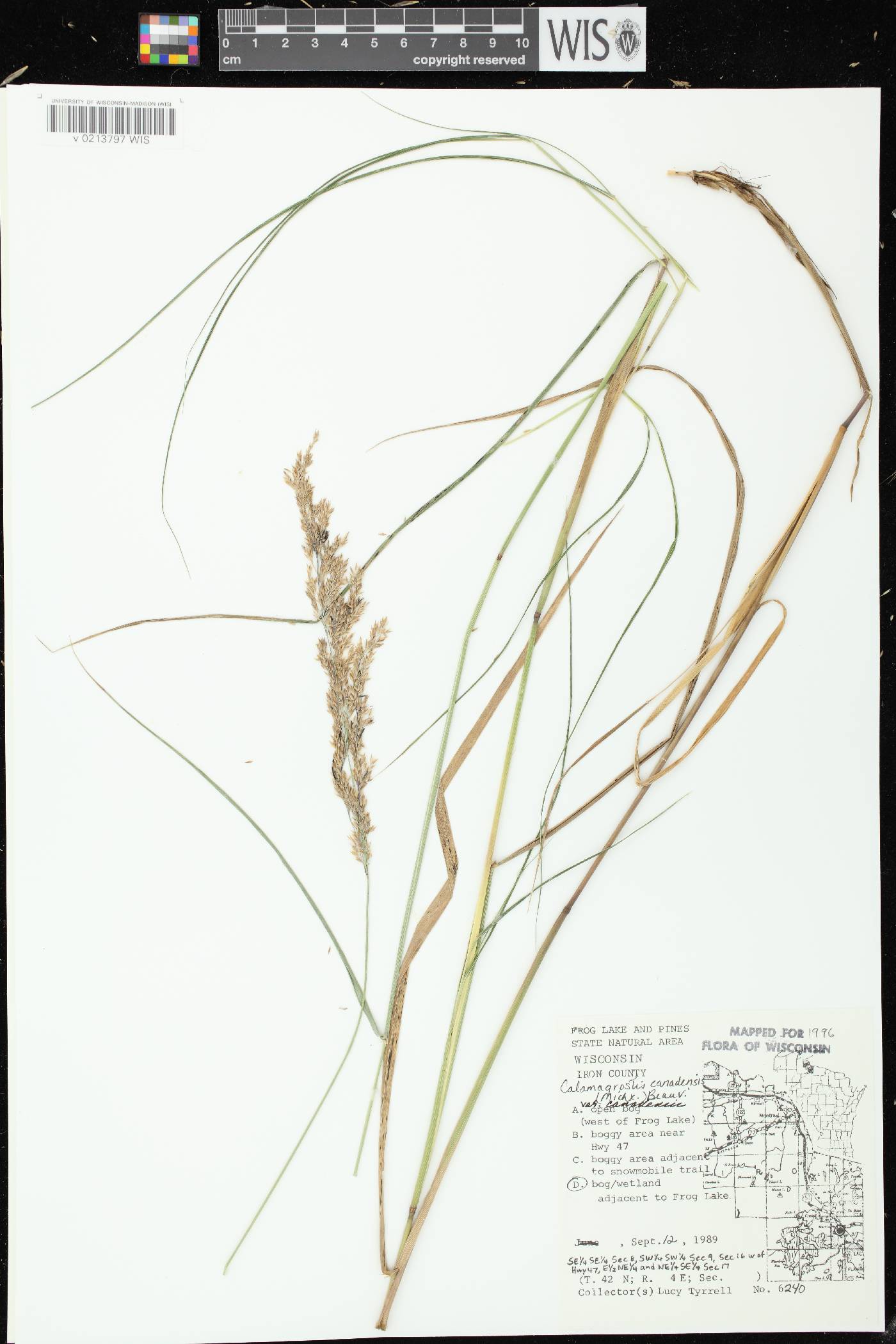 Calamagrostis canadensis var. canadensis image
