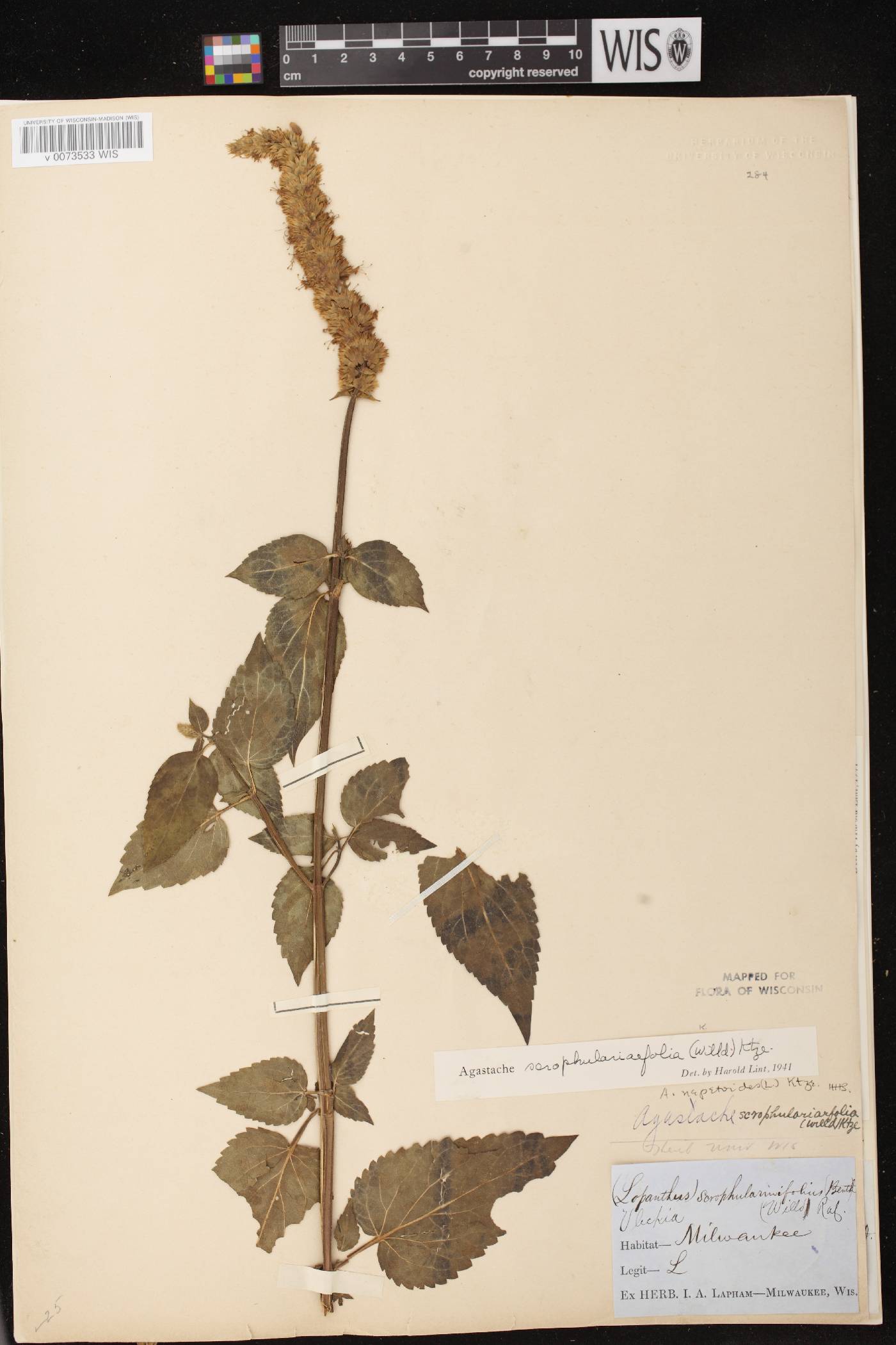 Agastache scrophulariifolia image
