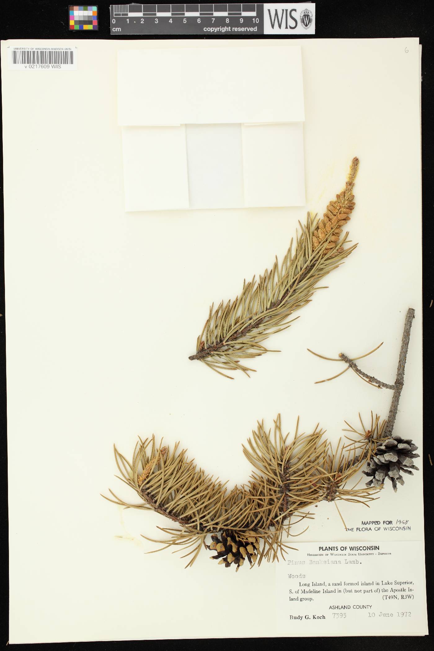 Pinus banksiana image
