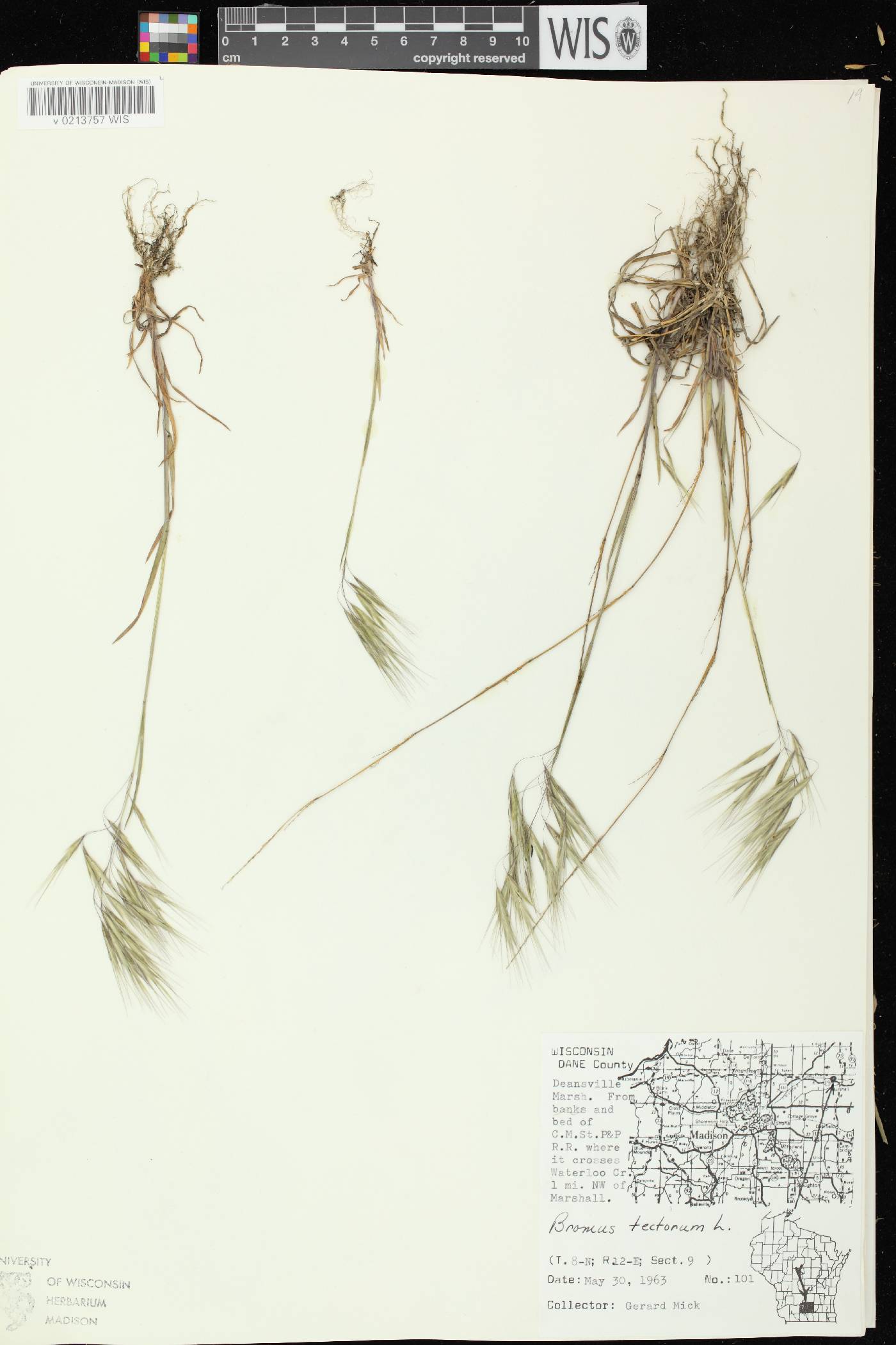 Bromus tectorum image