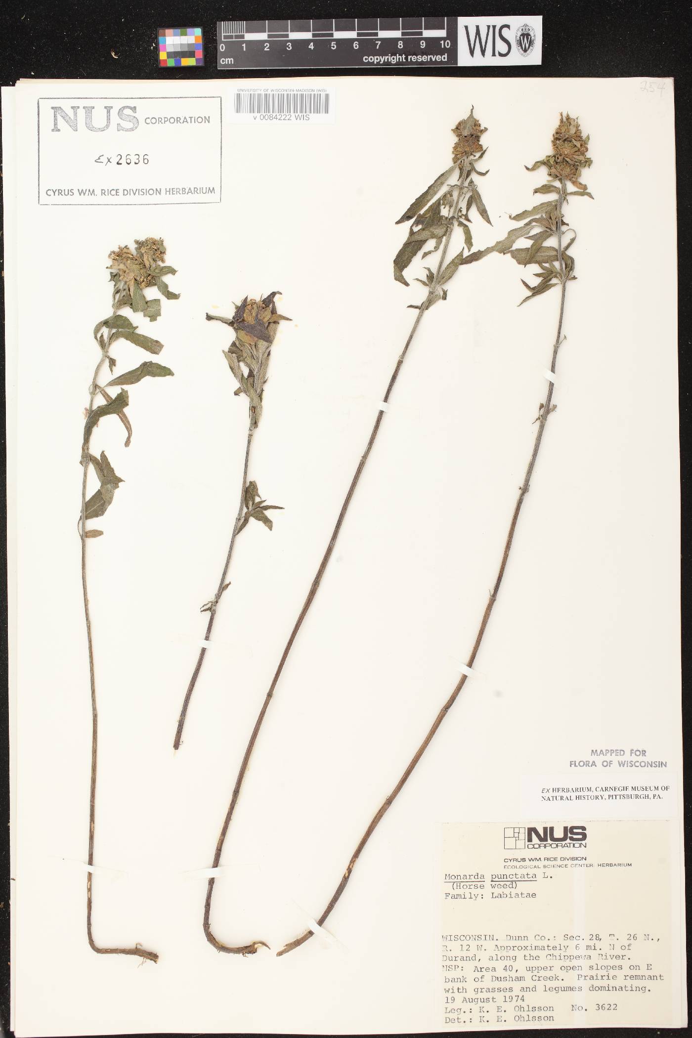 Monarda punctata image