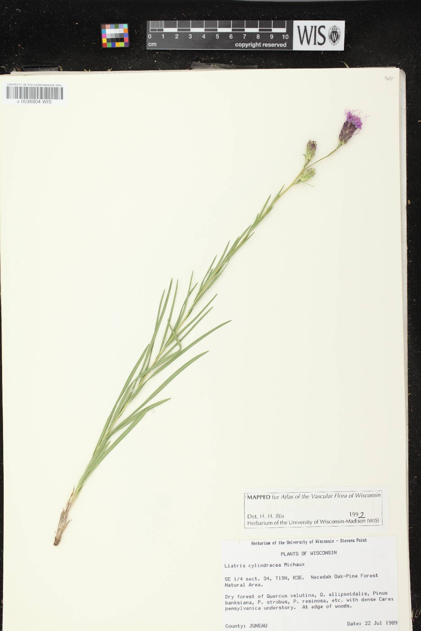 Liatris cylindracea image