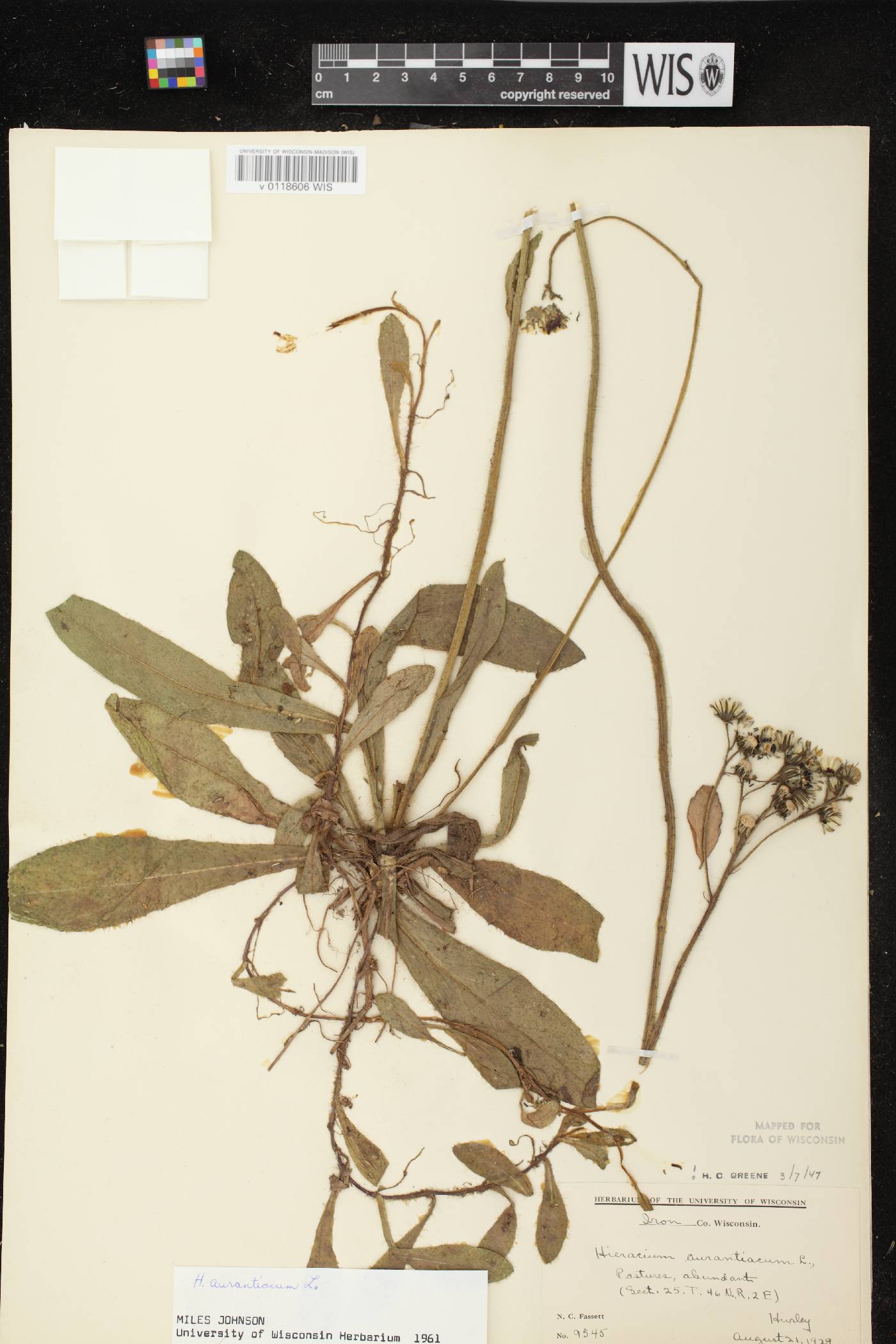Hieracium aurantiacum image