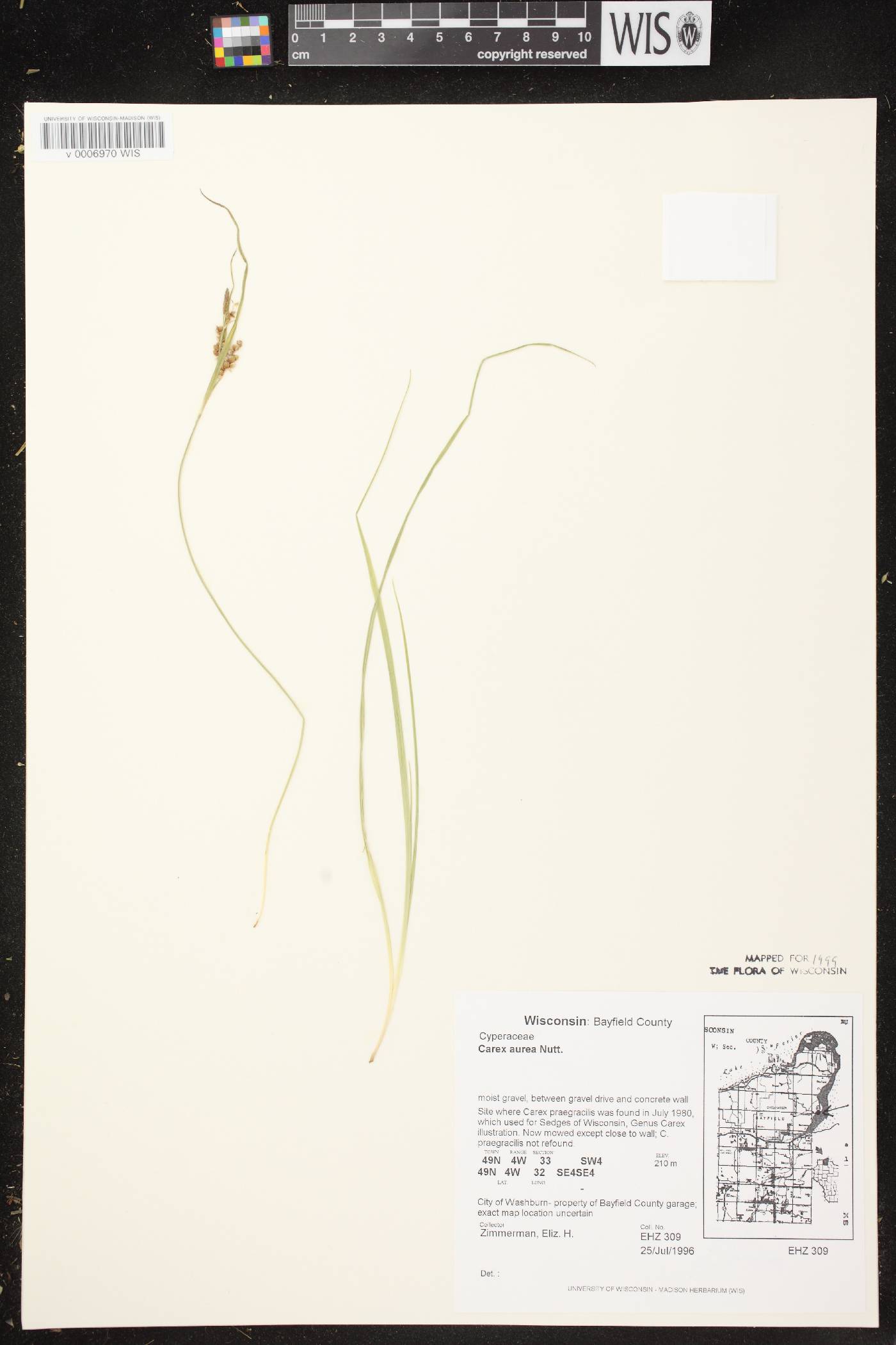 Carex aurea image