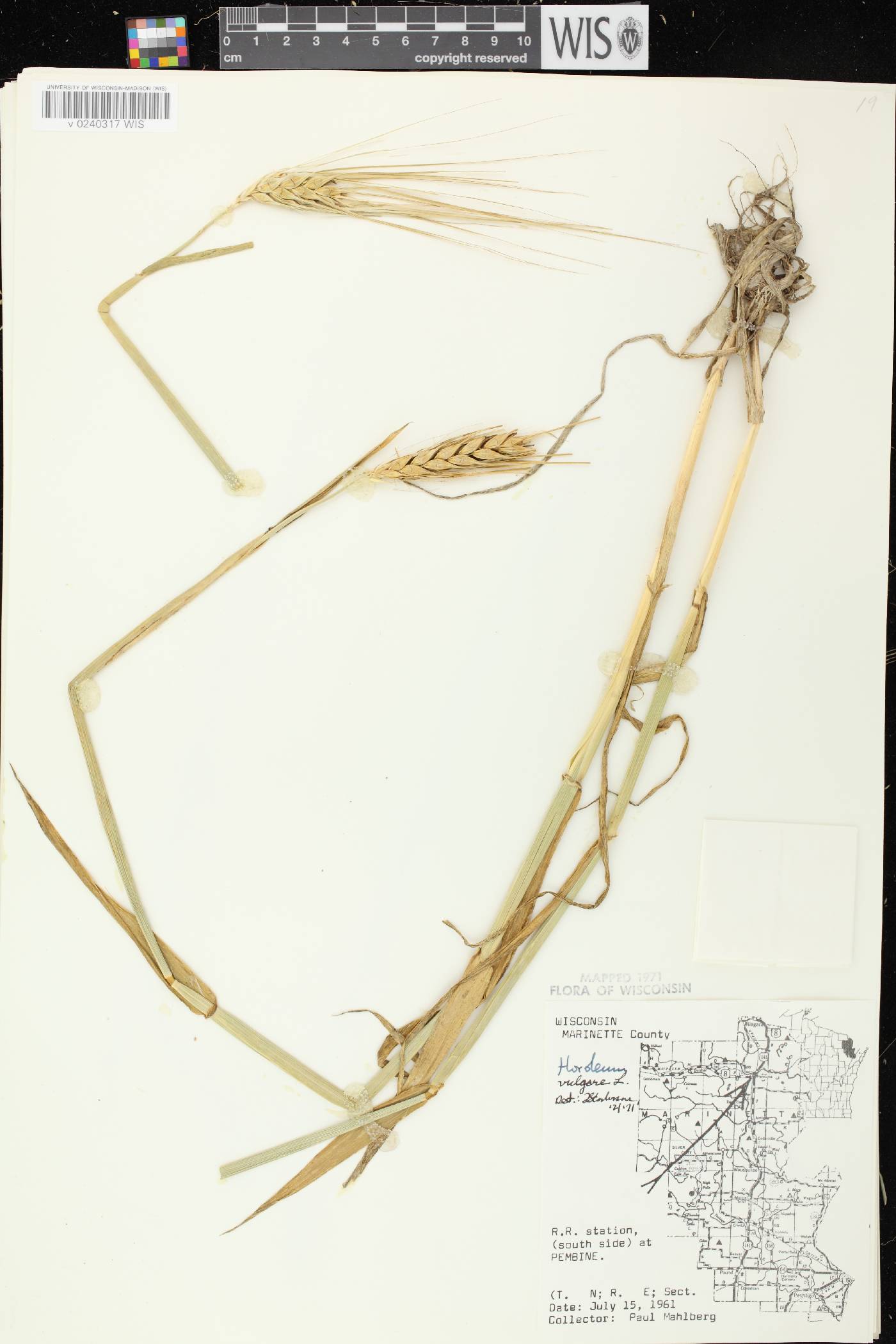 Hordeum vulgare image